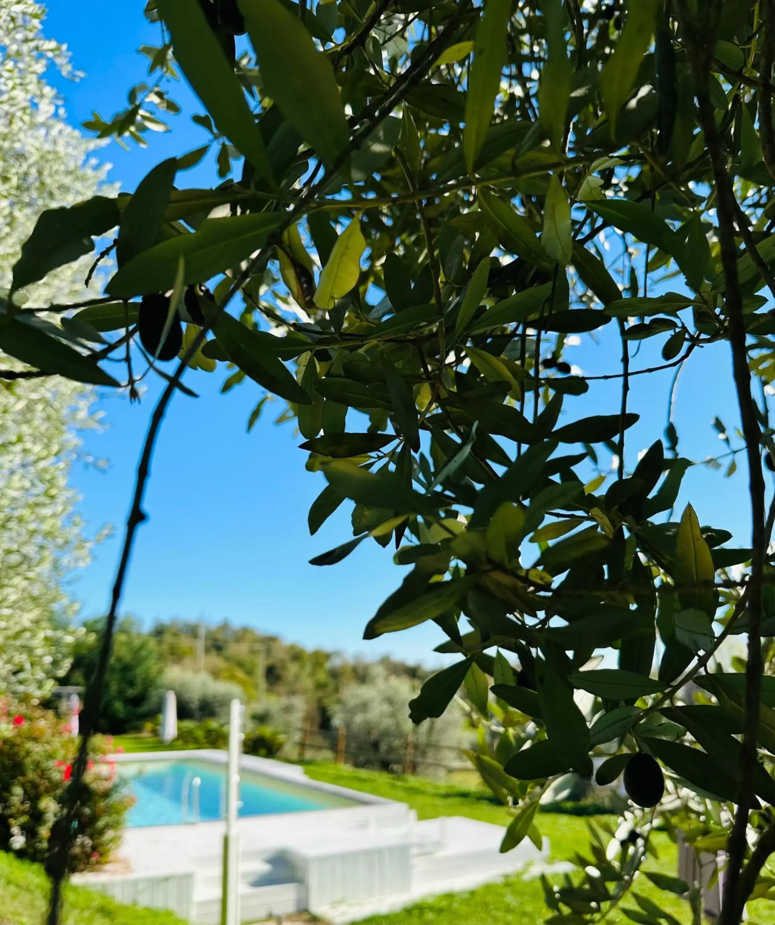 Swimming Pool in B&B Sovenigo