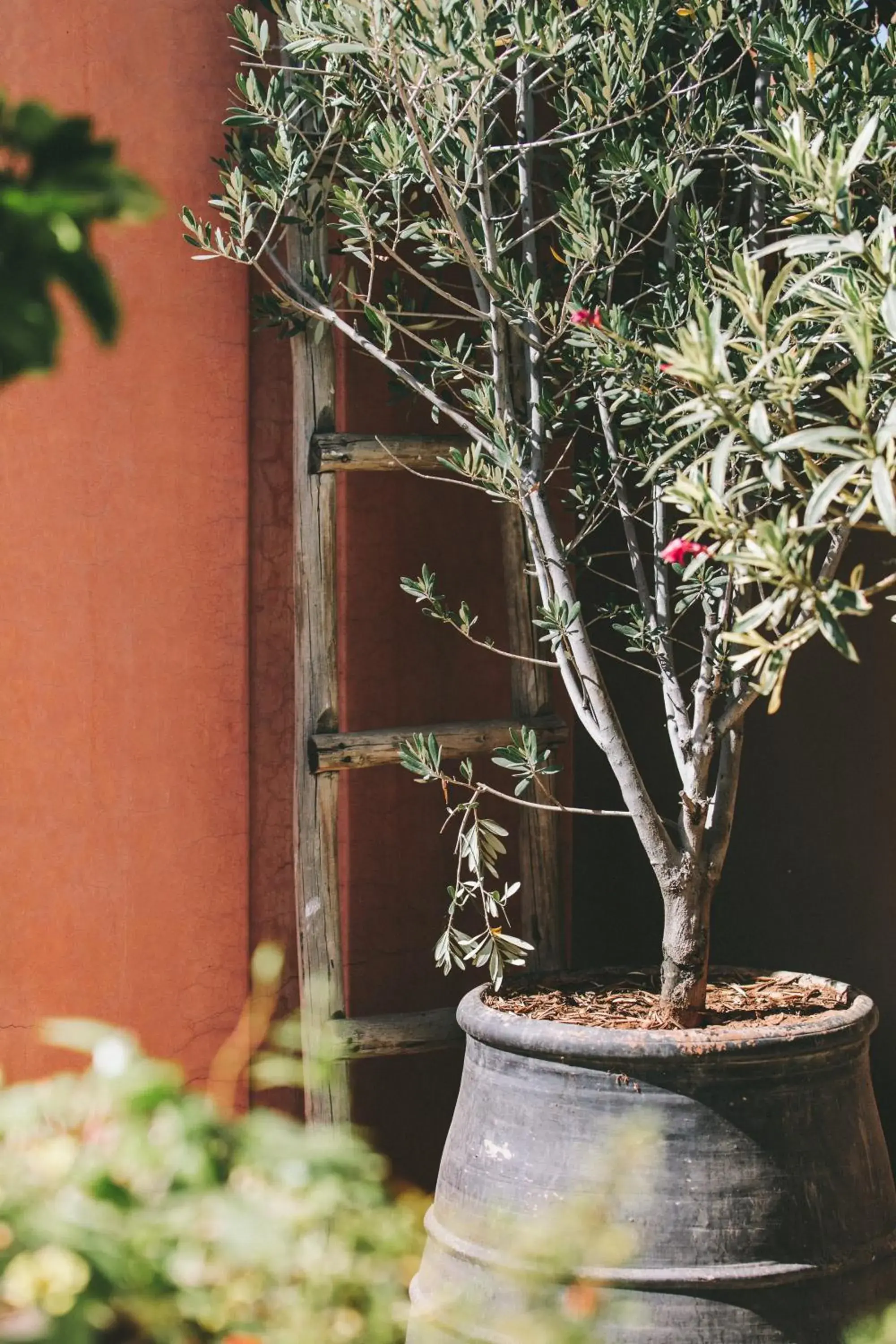 Garden in Riad Dar Zaman