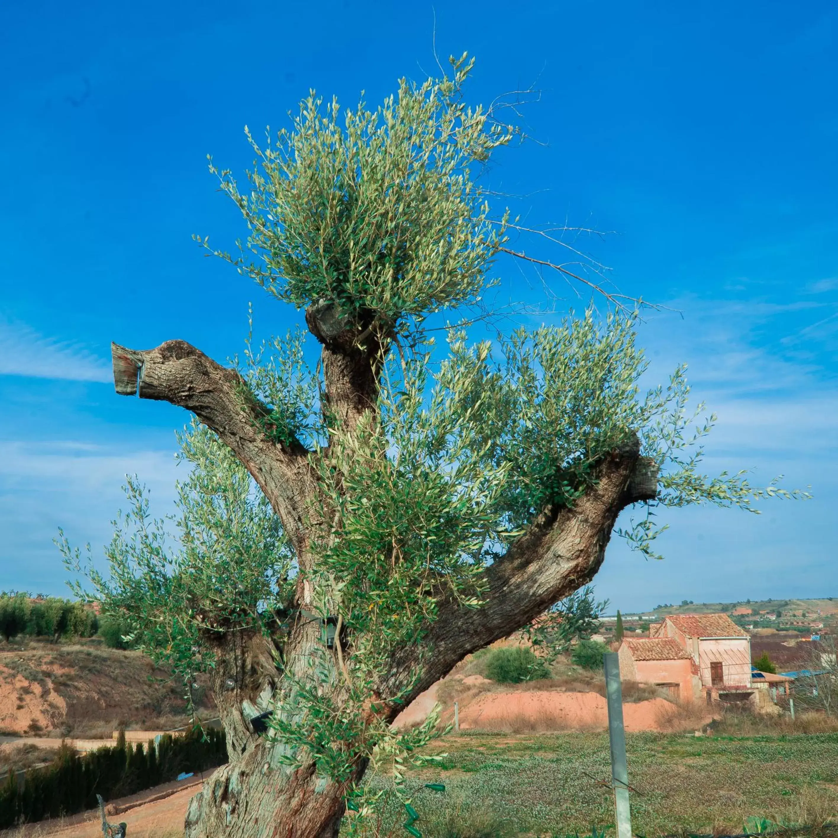 Spring, Garden in Cabezo Buñuel Hostal