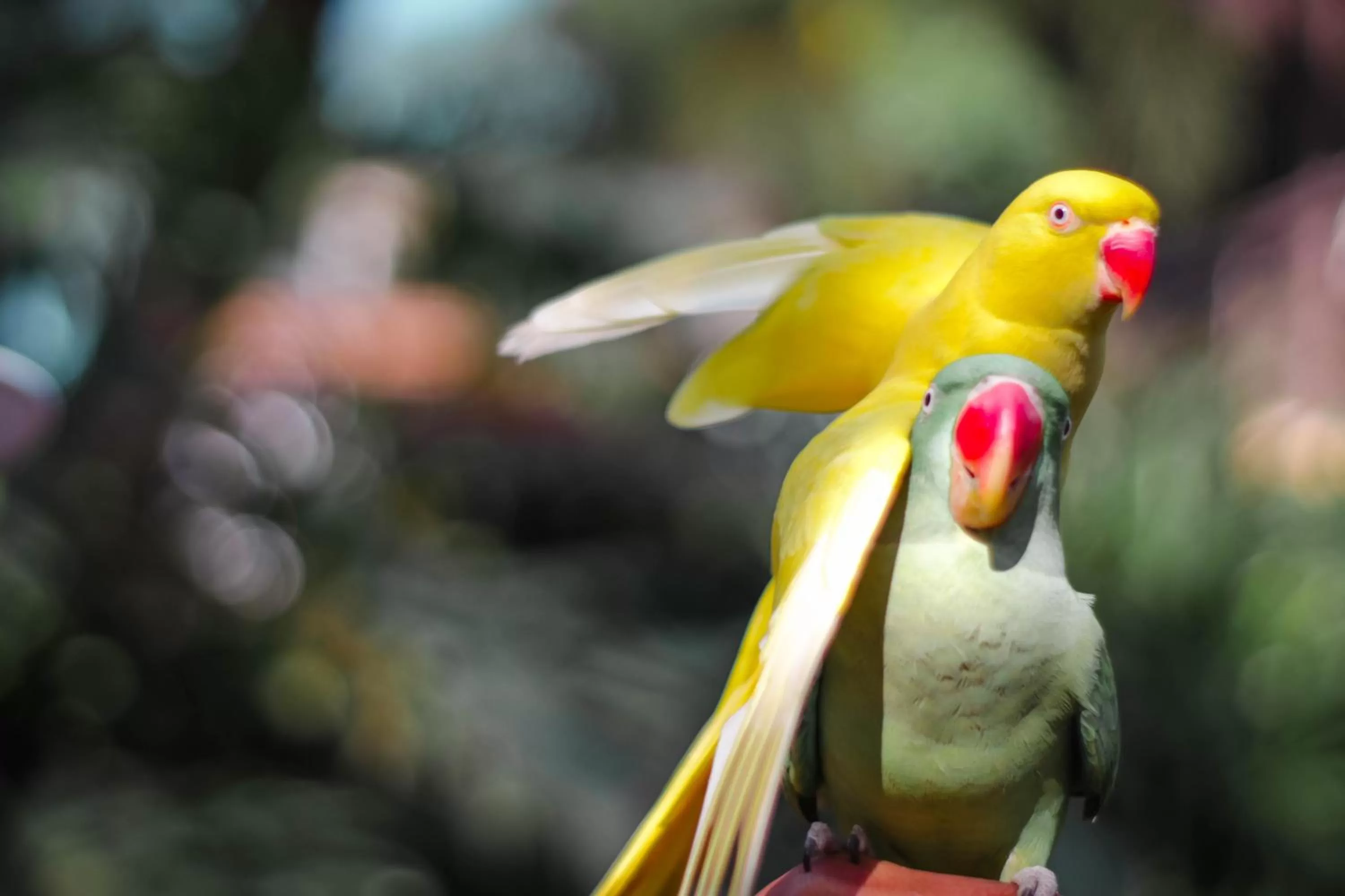 Animals in Estancia de lorenzo