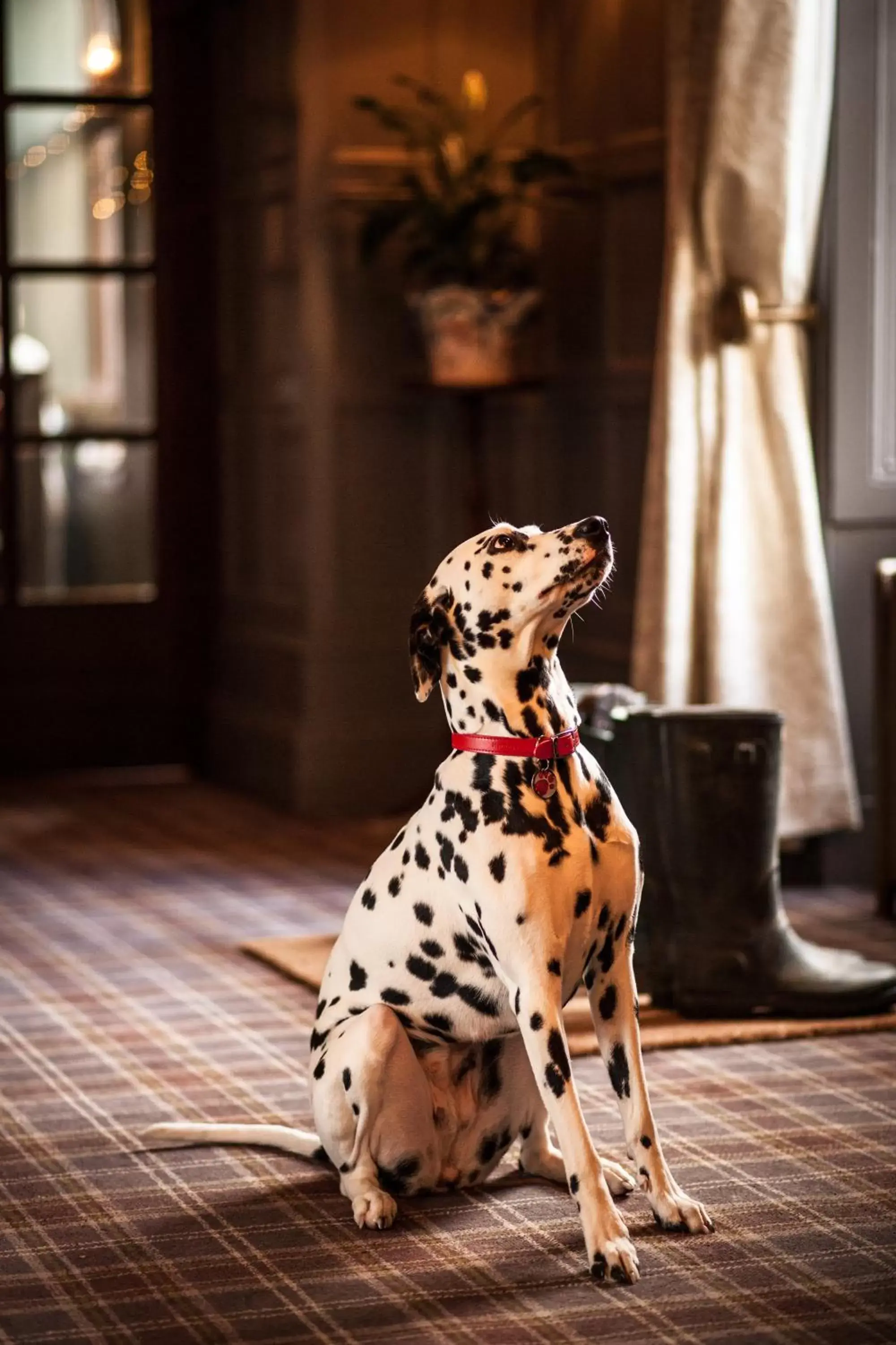 Pets in Balmoral Arms