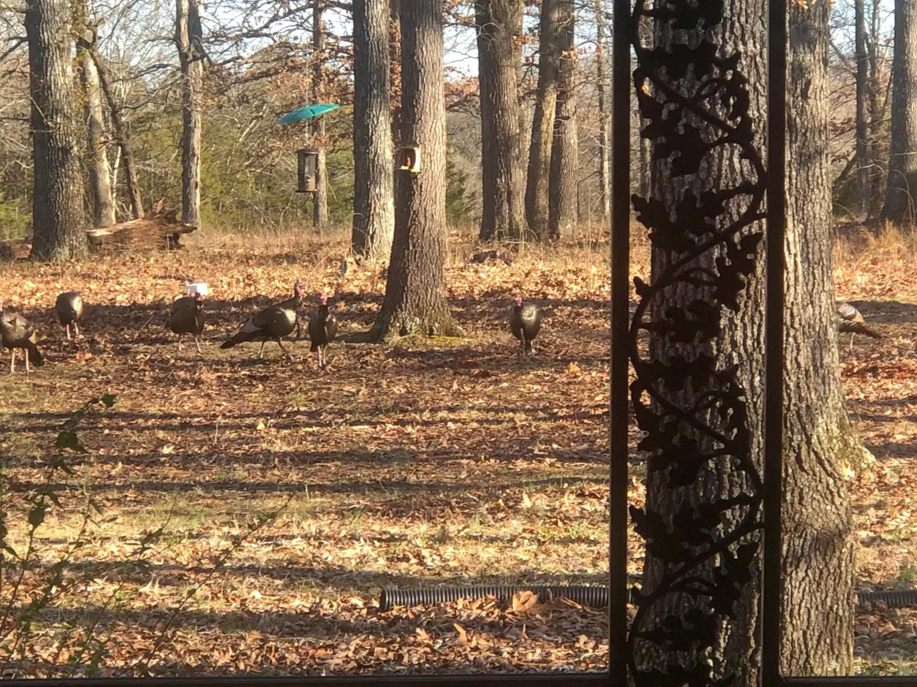 Natural landscape in Cedar Grove Inn