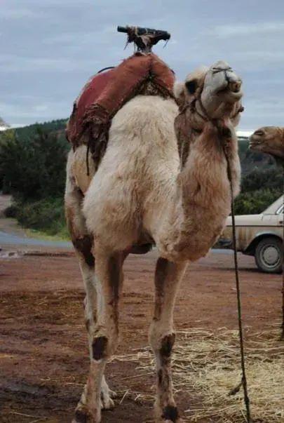 Other Animals in Riad Dar Selen