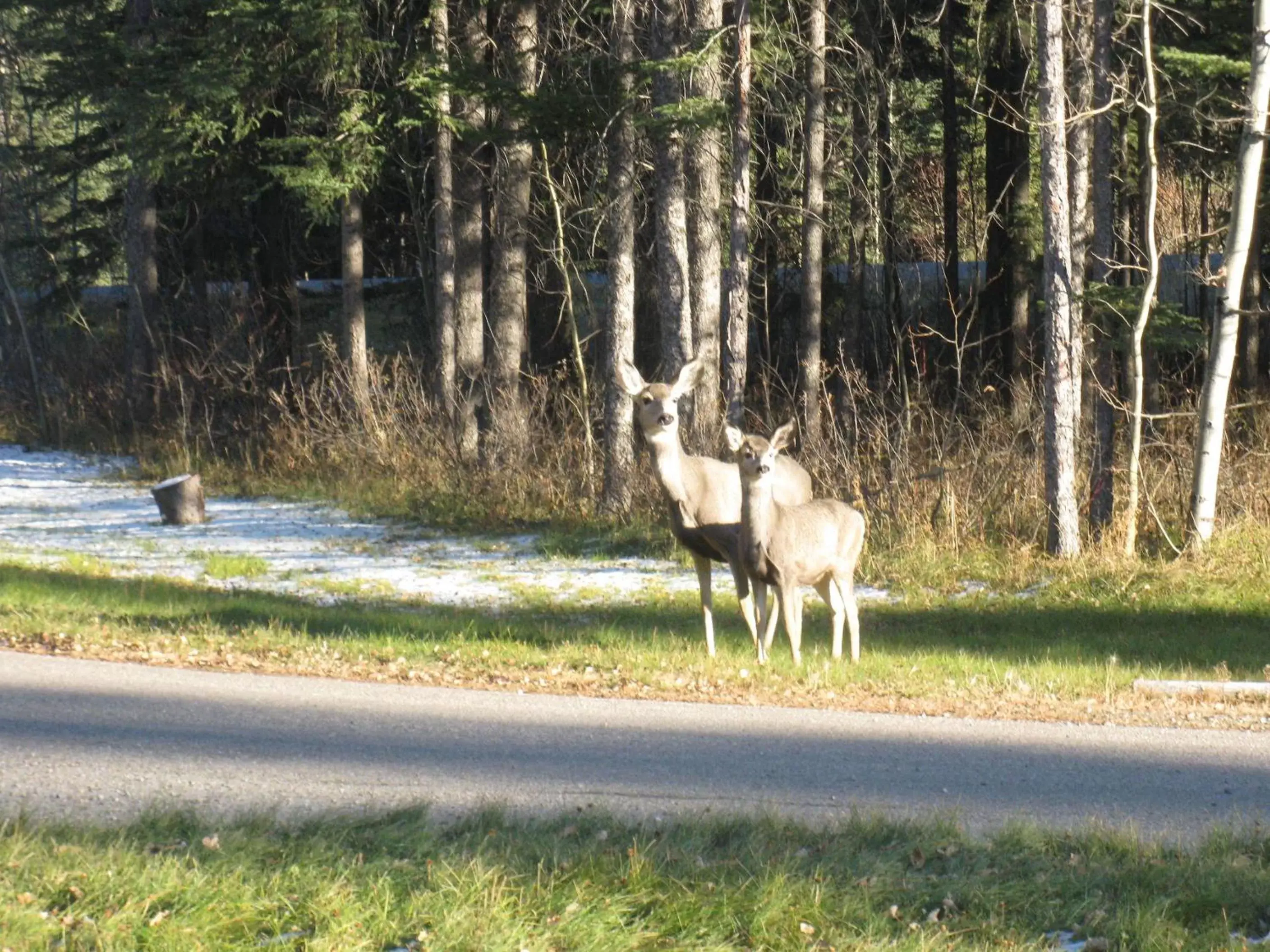 Animals, Other Animals in Rustlers Lodge