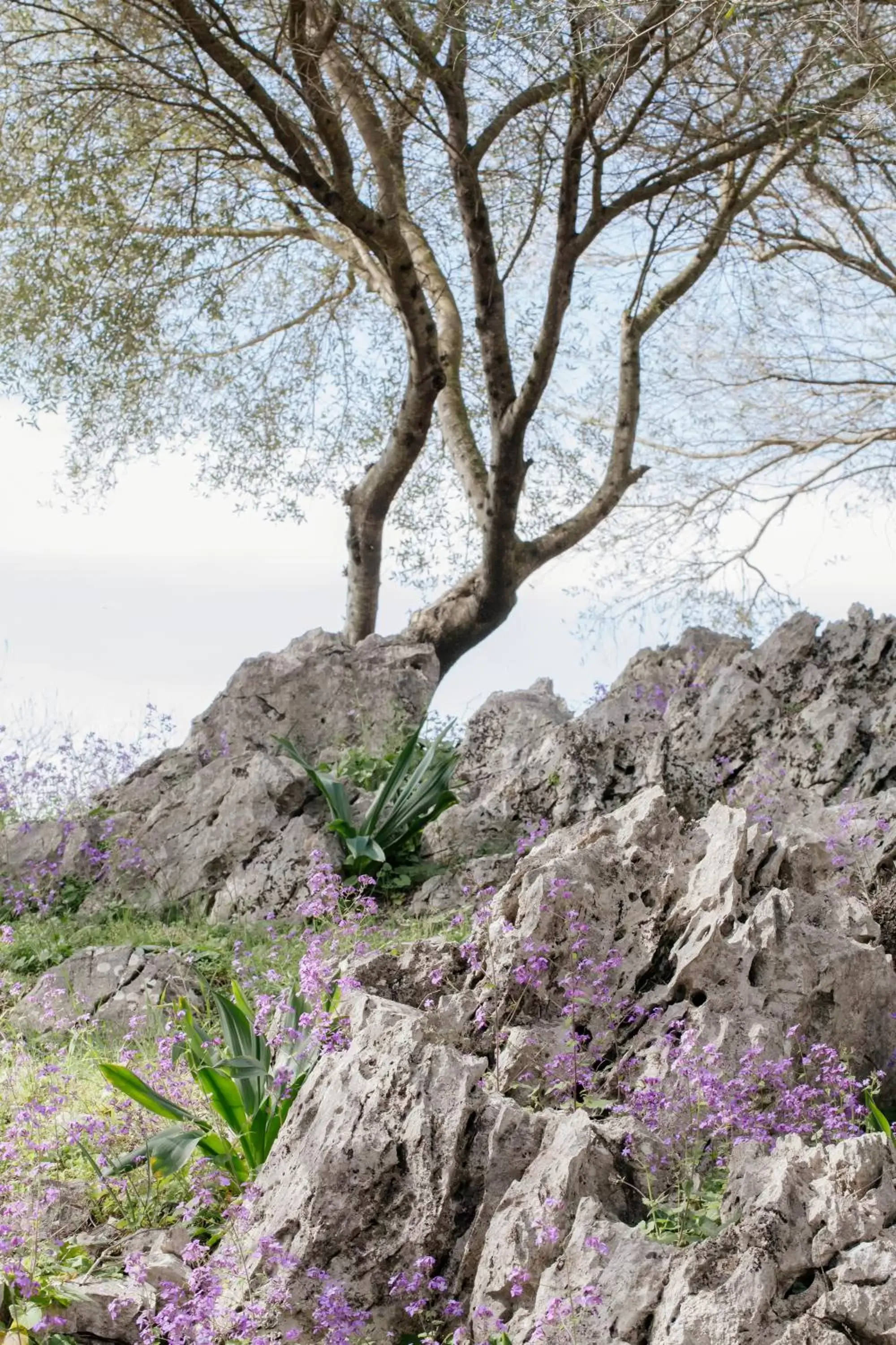 Natural Landscape in Hotel Marathia