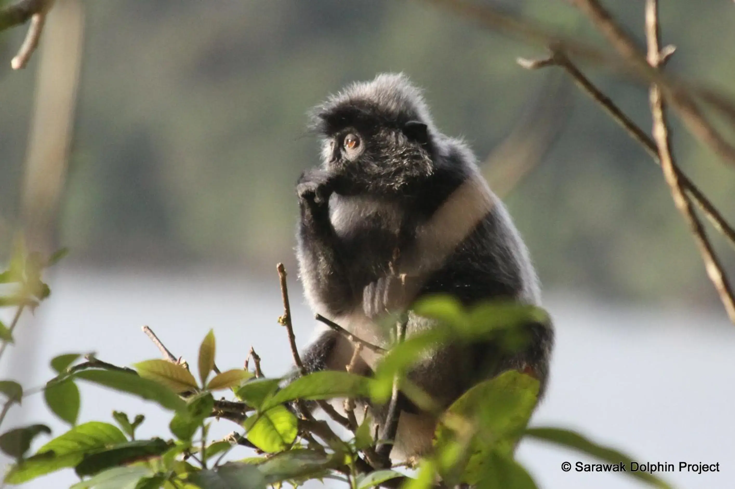 Animals, Pets in Permai Rainforest Resort