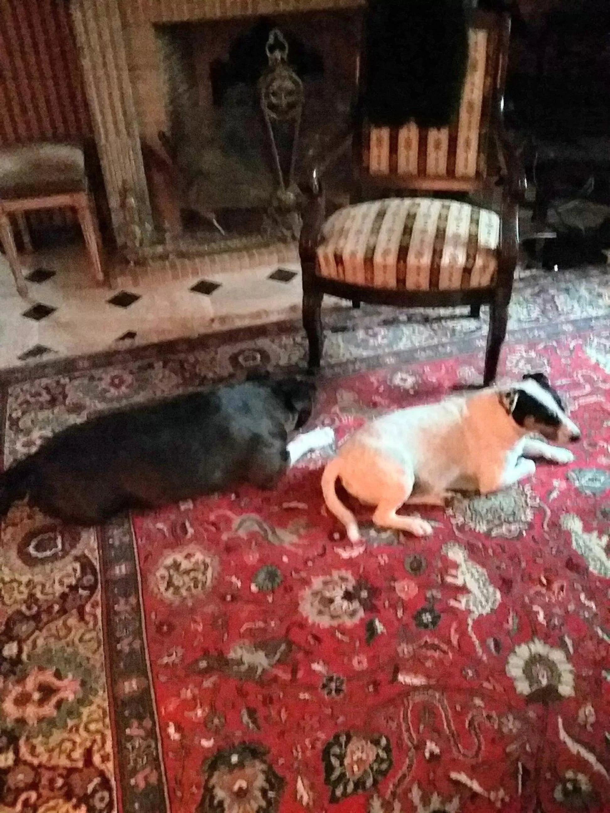 Animals in Le Kino Panorama