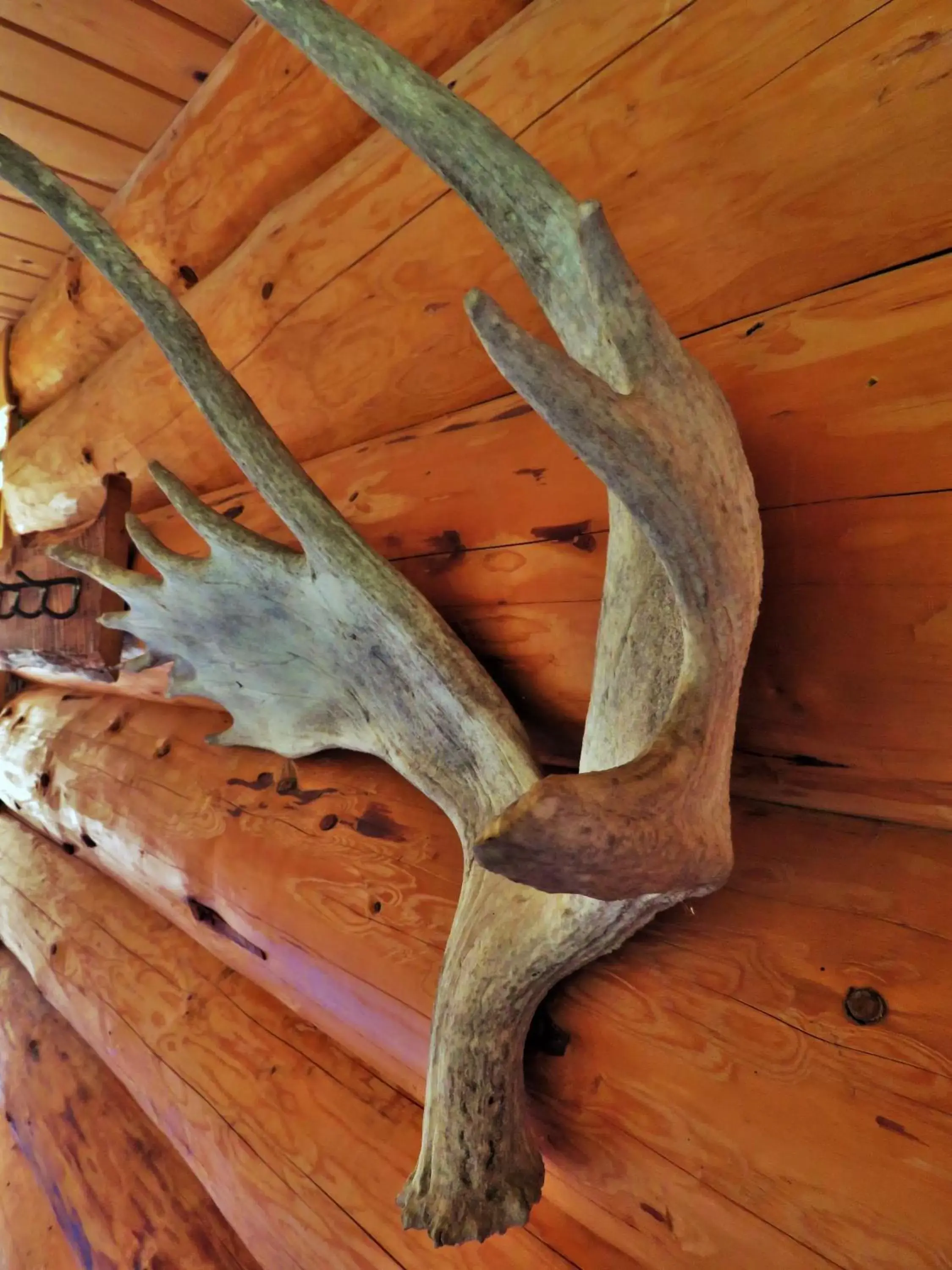 Decorative detail, Other Animals in Rocky Ridge Resort-BC