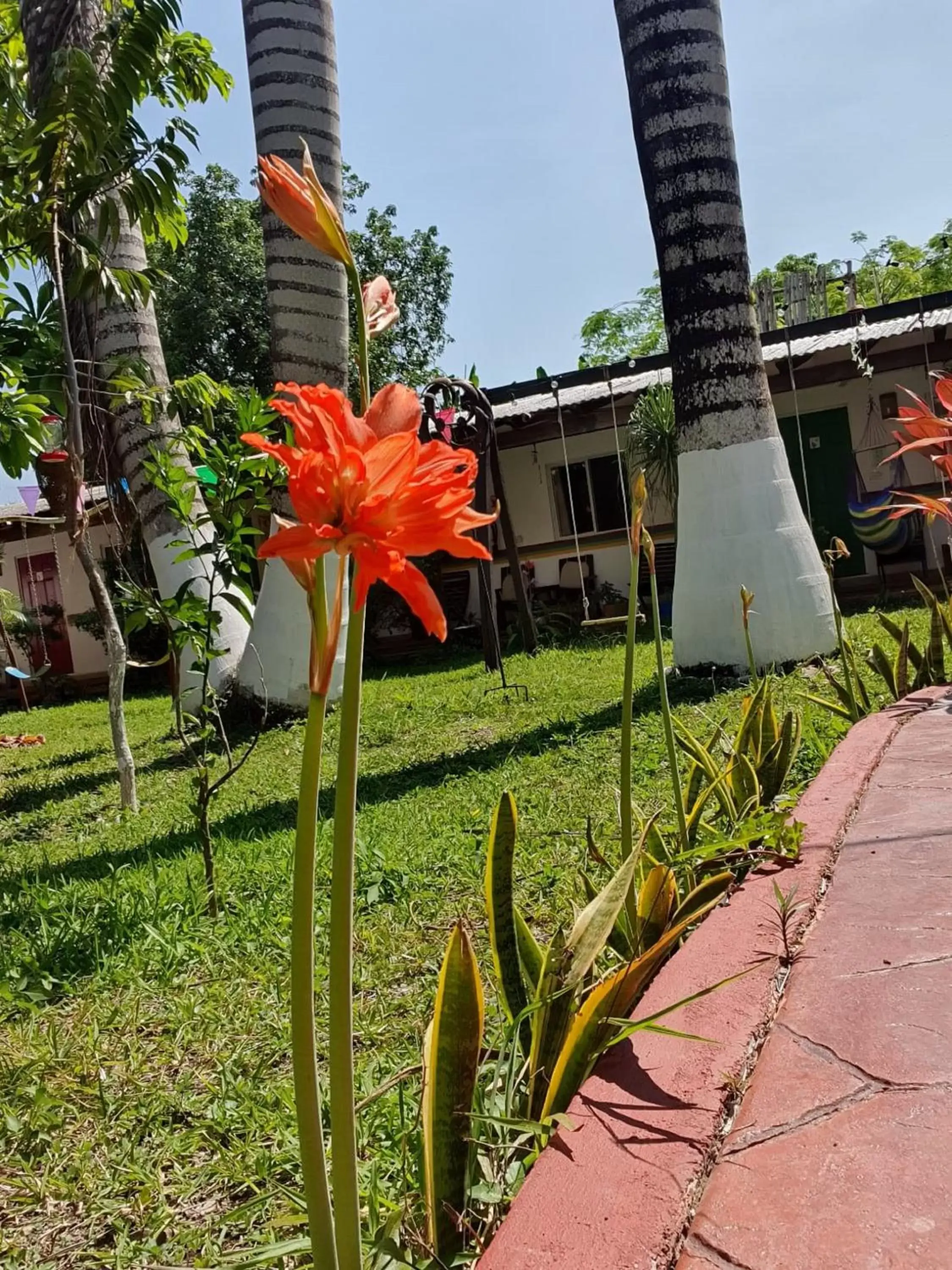 Garden in Cabañas Colibrí