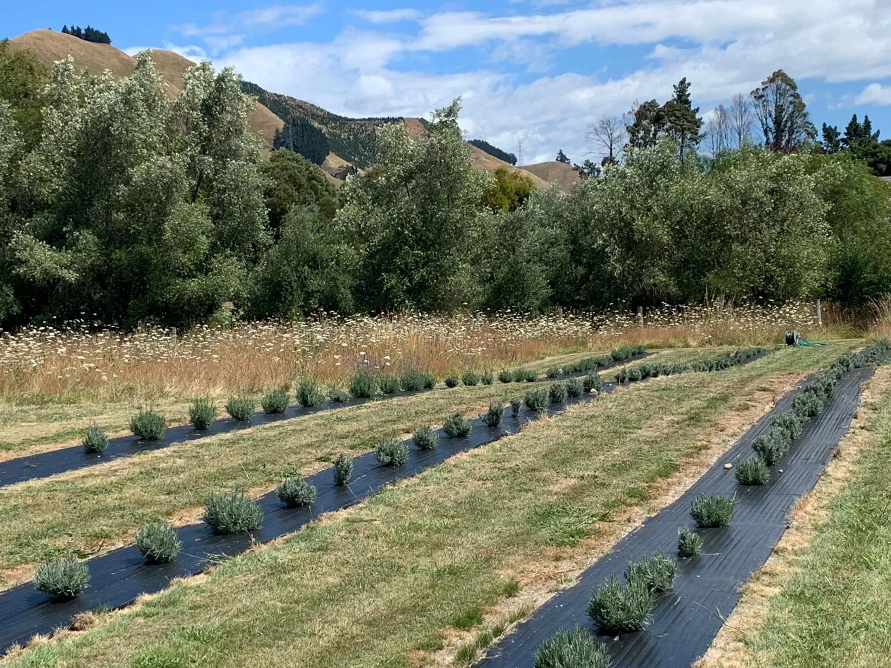 Natural landscape in Quail Farm, Colonial charm
