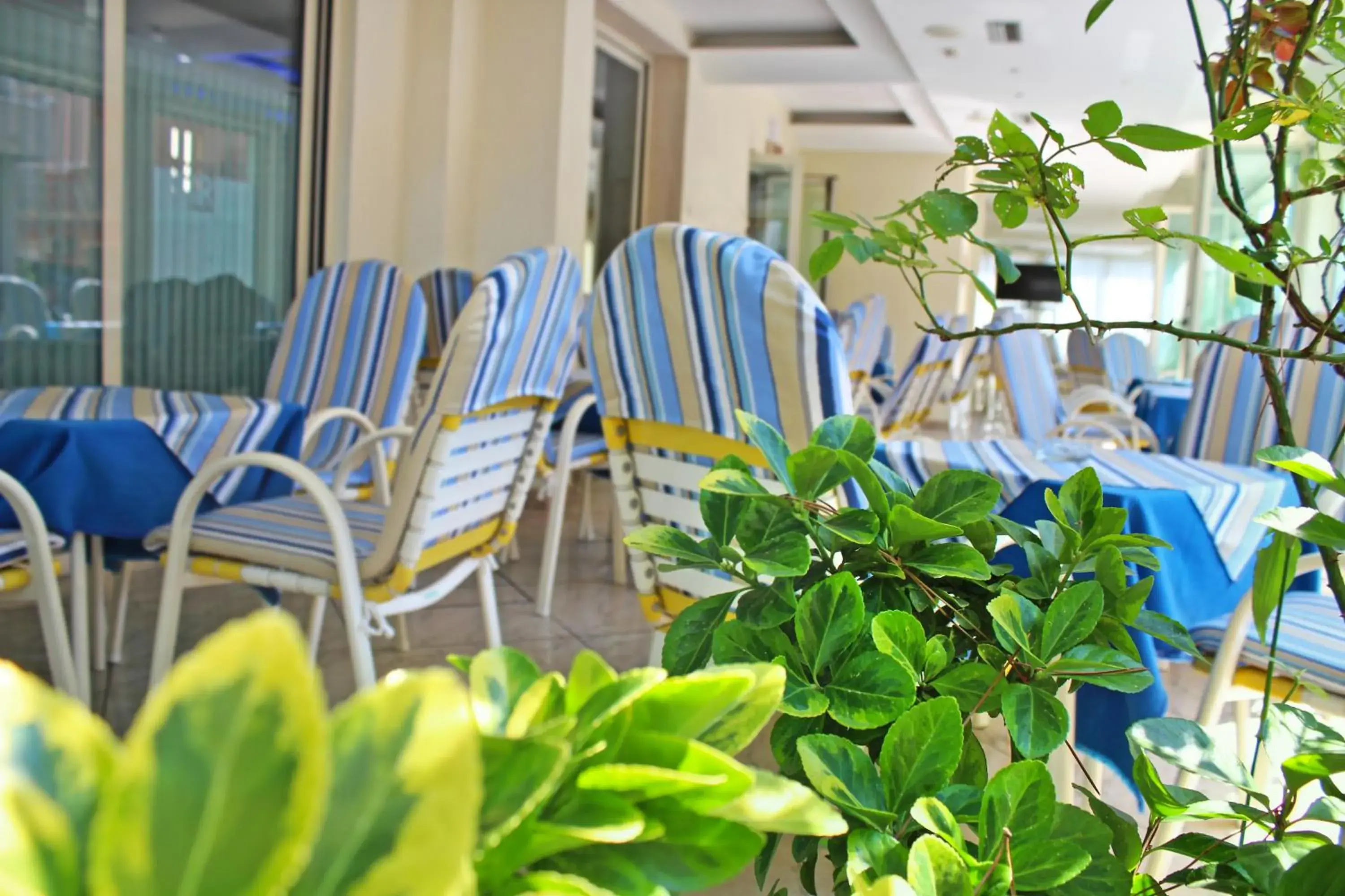 Patio in Hotel Royal