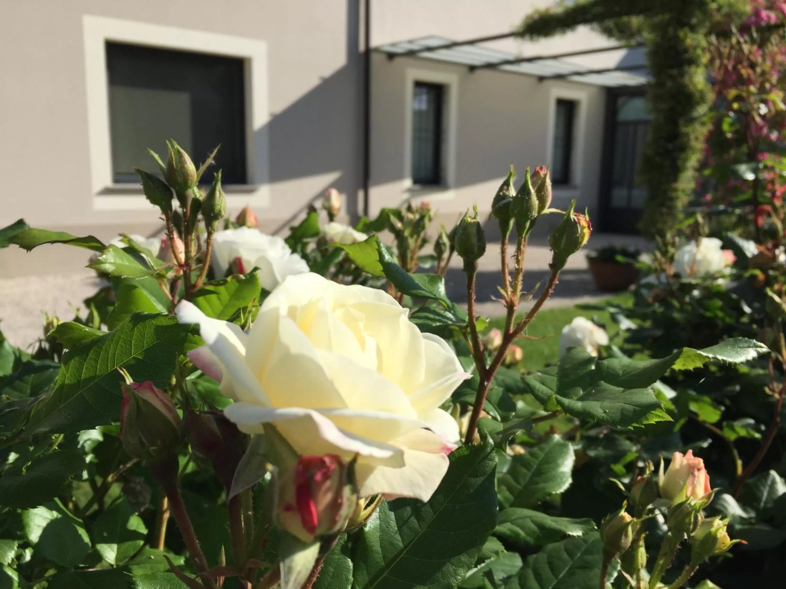 Garden in B&B Cascina Sagrestia