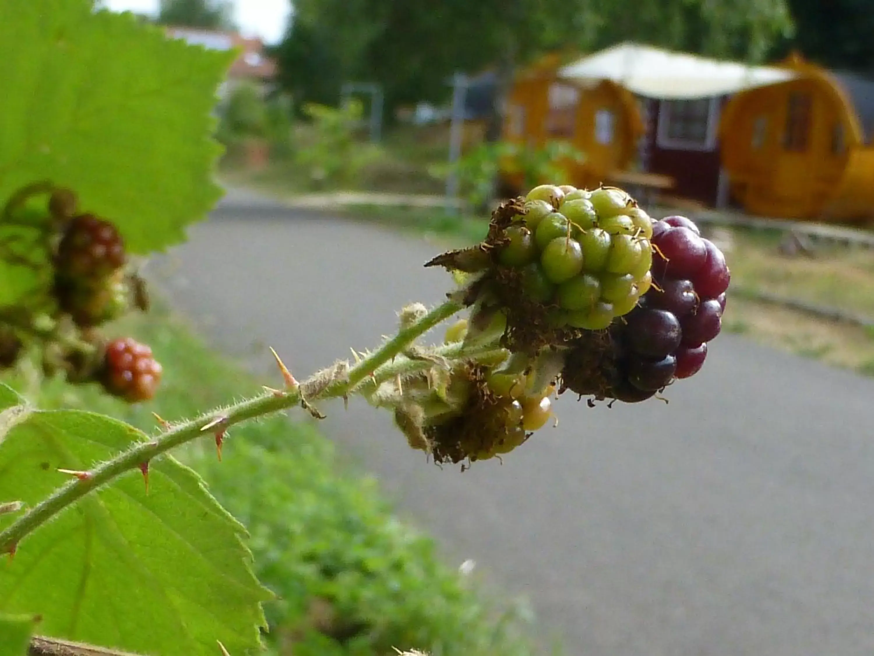 Sleeping Barrel with Shared Bathroom in Hotel Bliesbrück Sleeping Barrel with Shared Bathroom in Hotel Bliesbrück