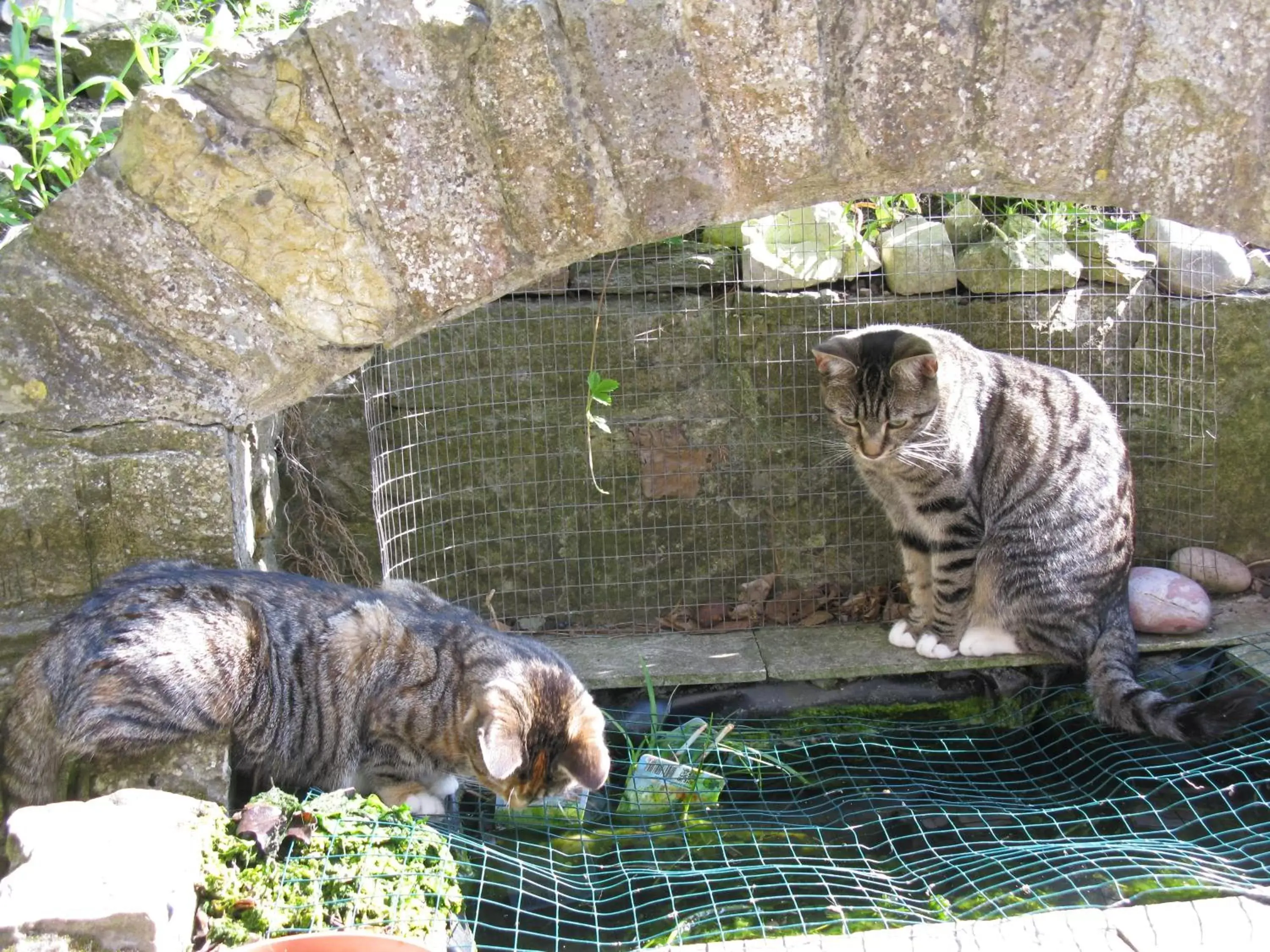 Garden, Pets in The School House