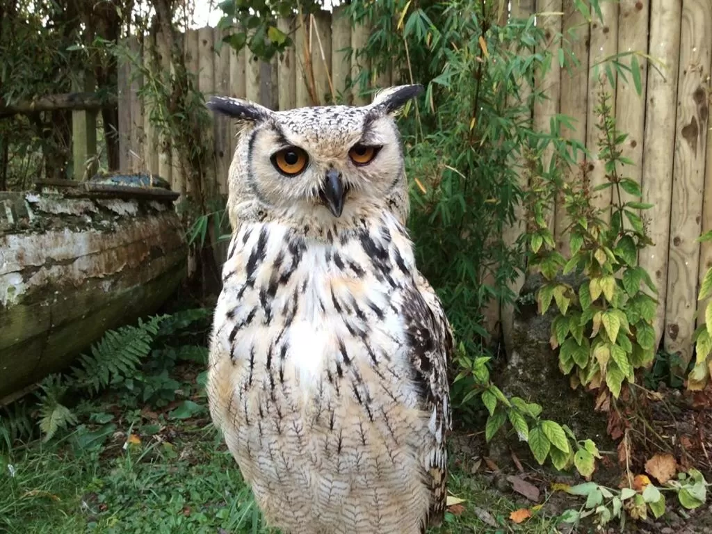 Other, Other Animals in Lower Barns Guest House