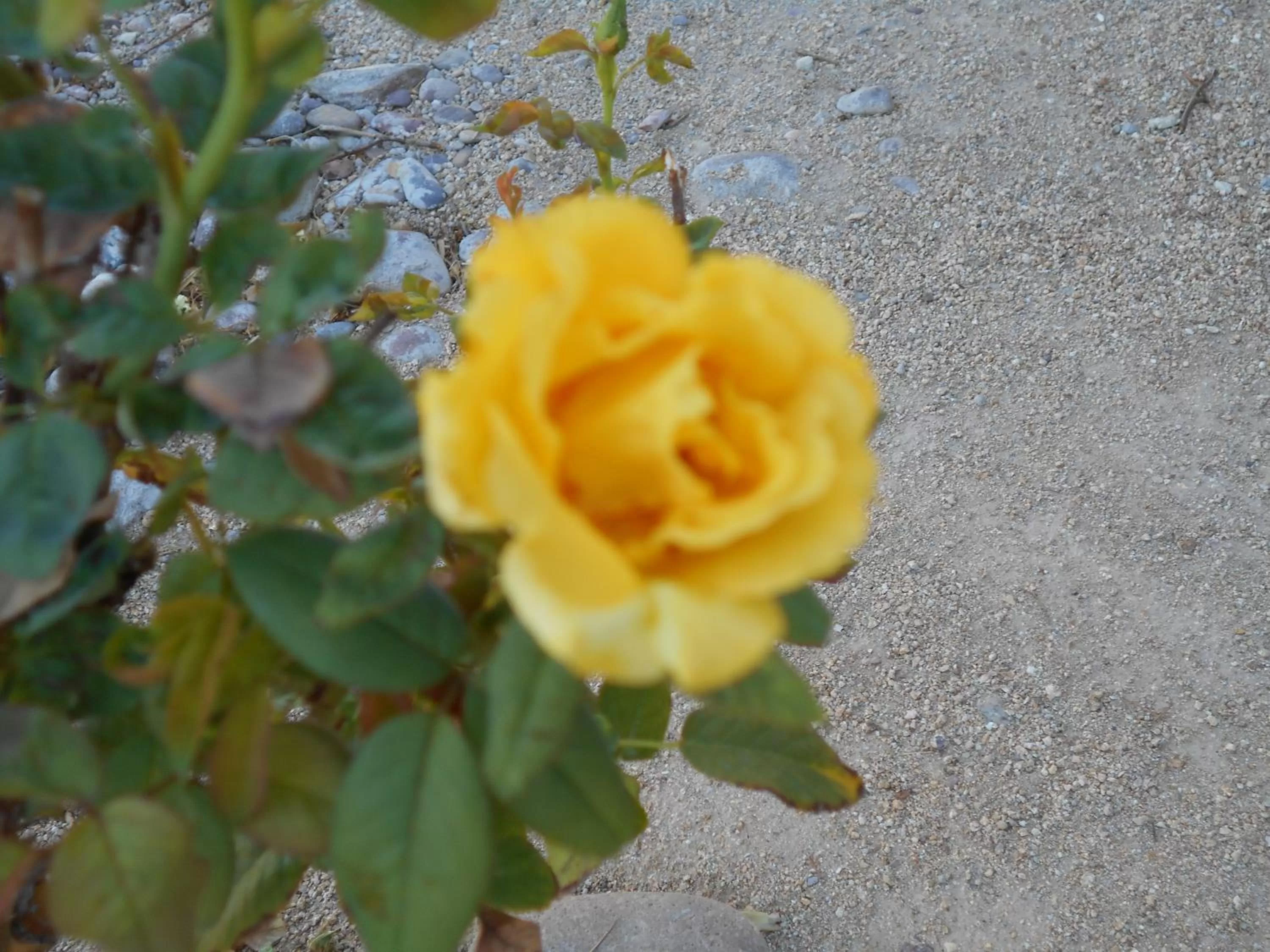 Other in Atomic Inn Beatty Near Death Valley