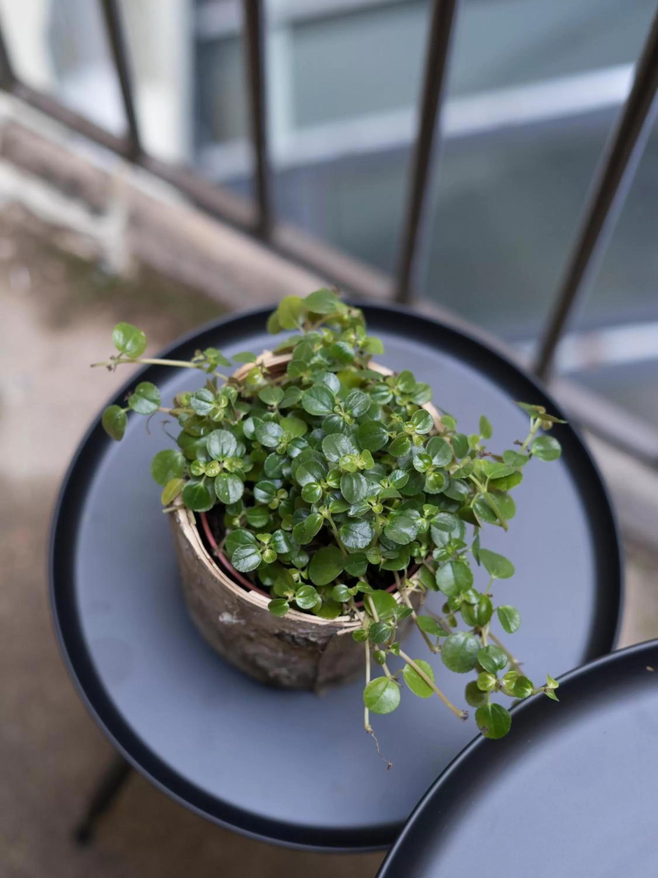 Floor plan, Food in MiHotel Comte