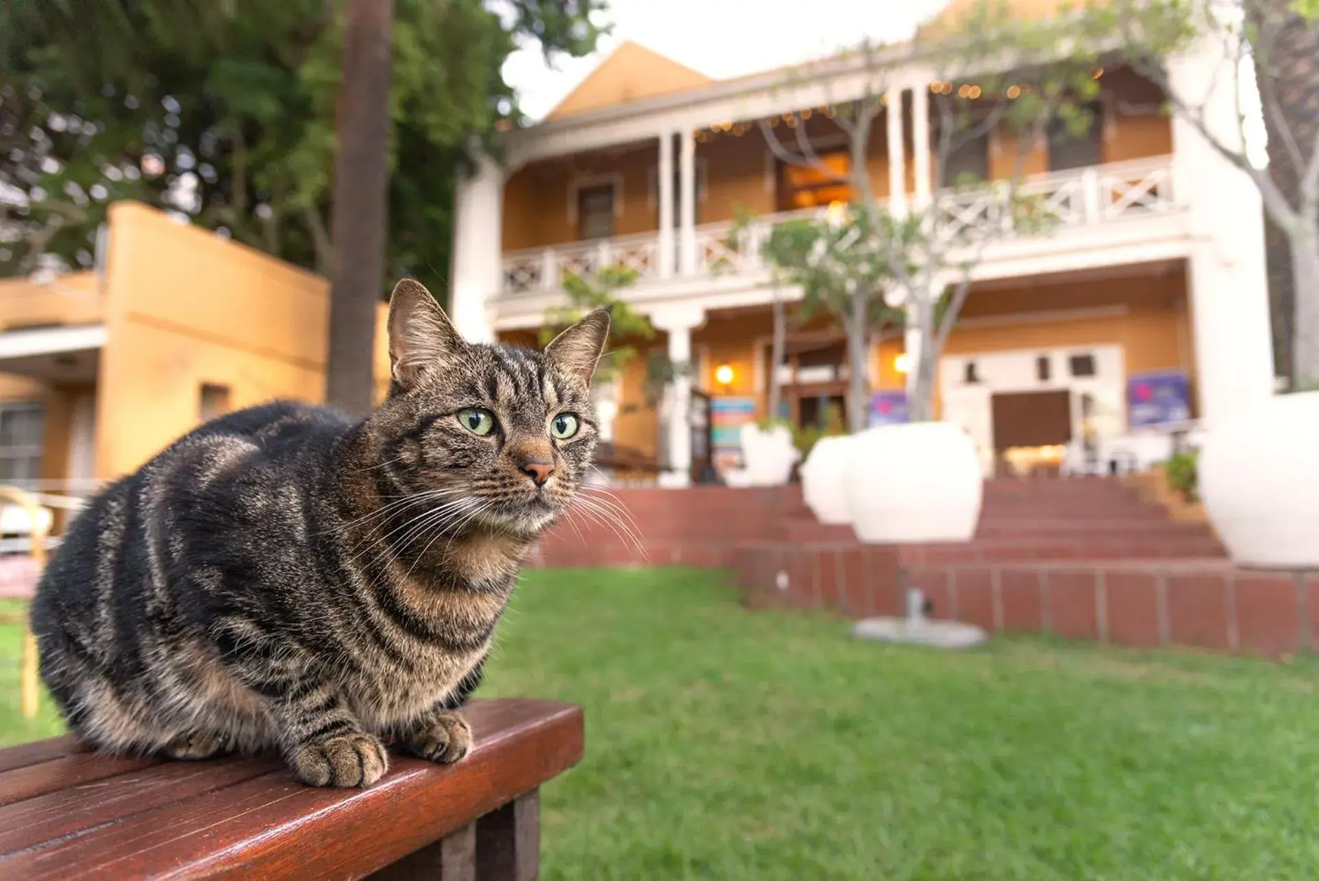 Garden, Pets in Ashanti Lodge Backpackers