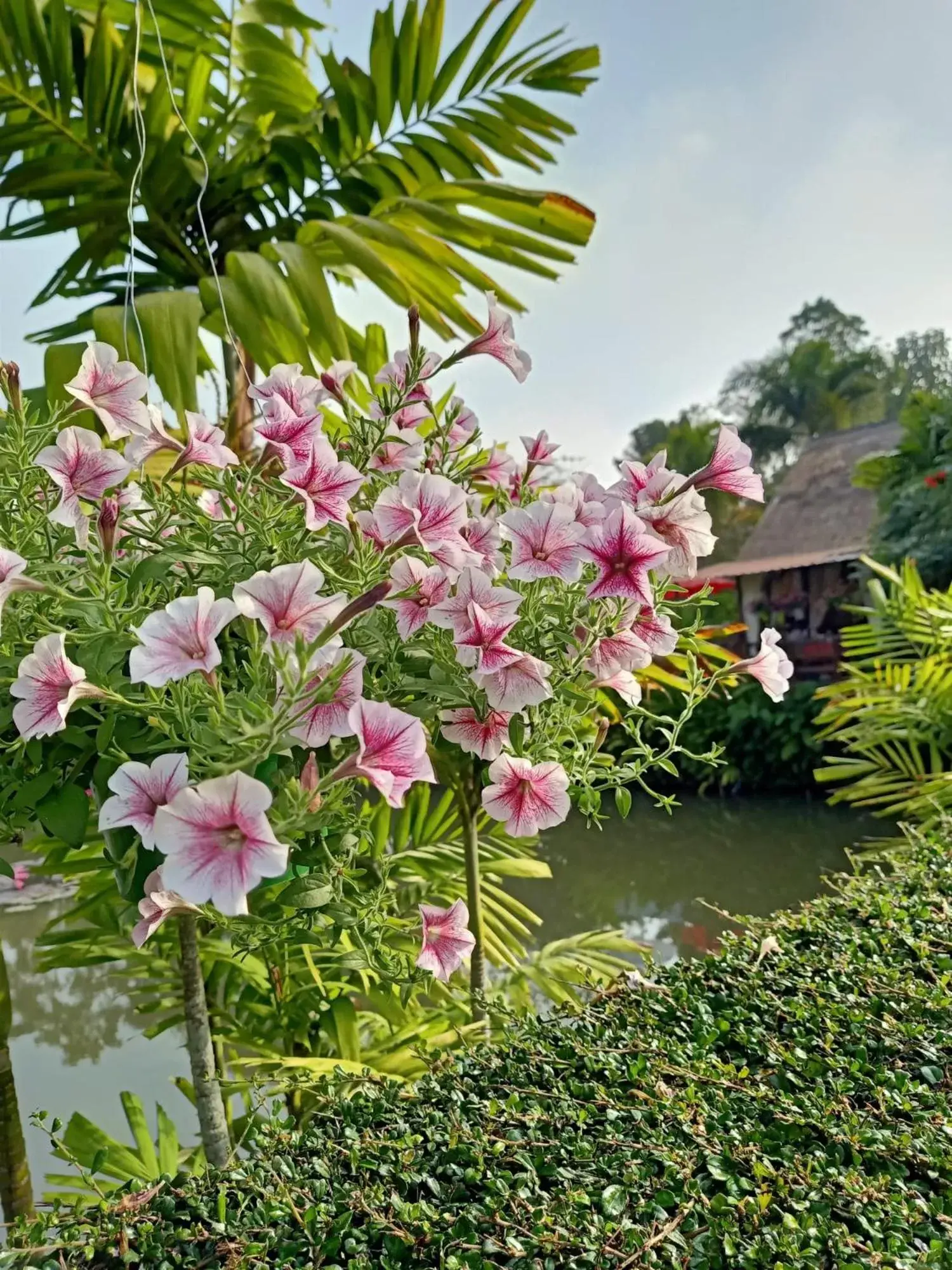 Property building in Pura Vida Pai Resort