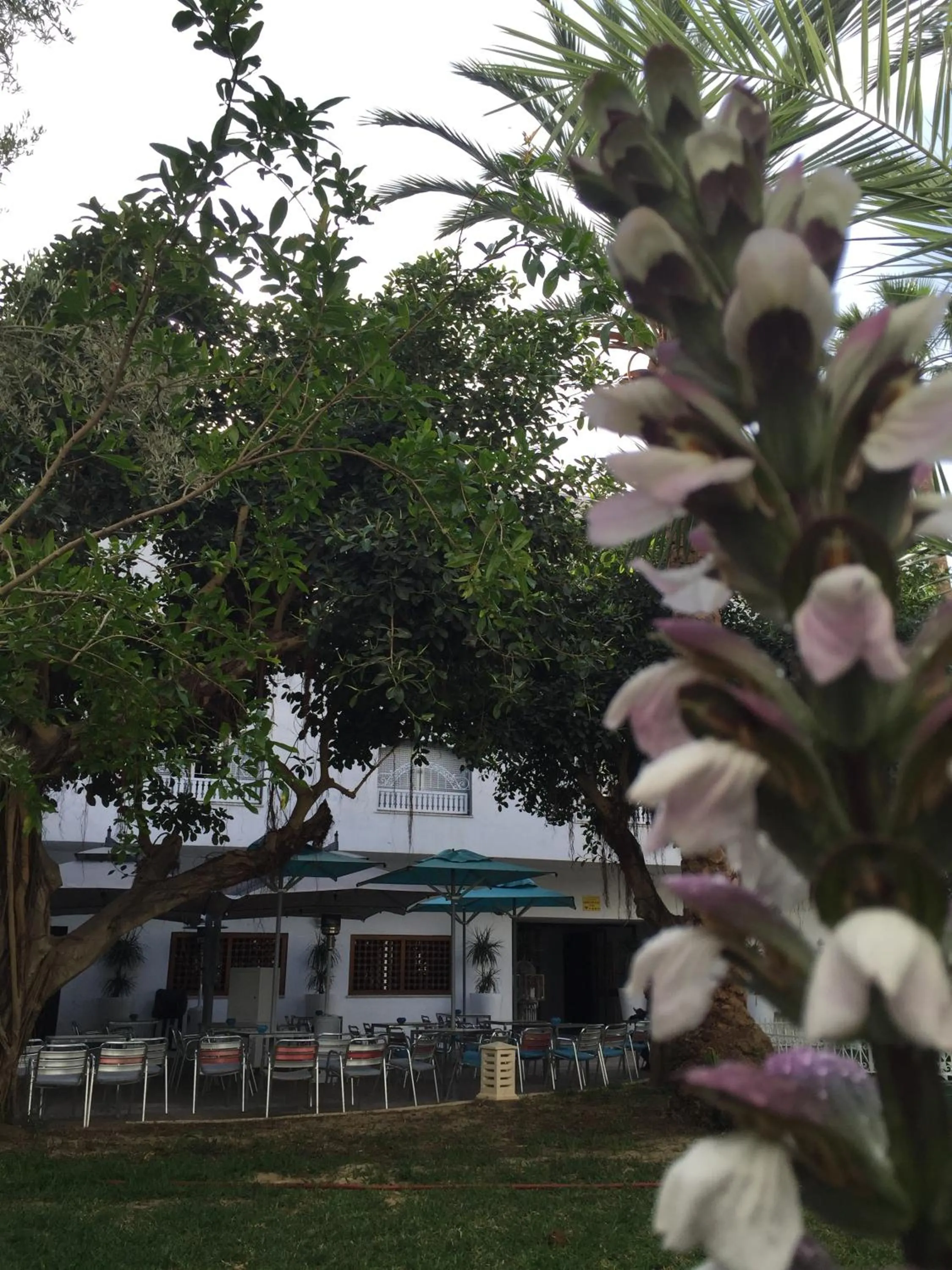 Garden in Hotel La Residence Hammamet