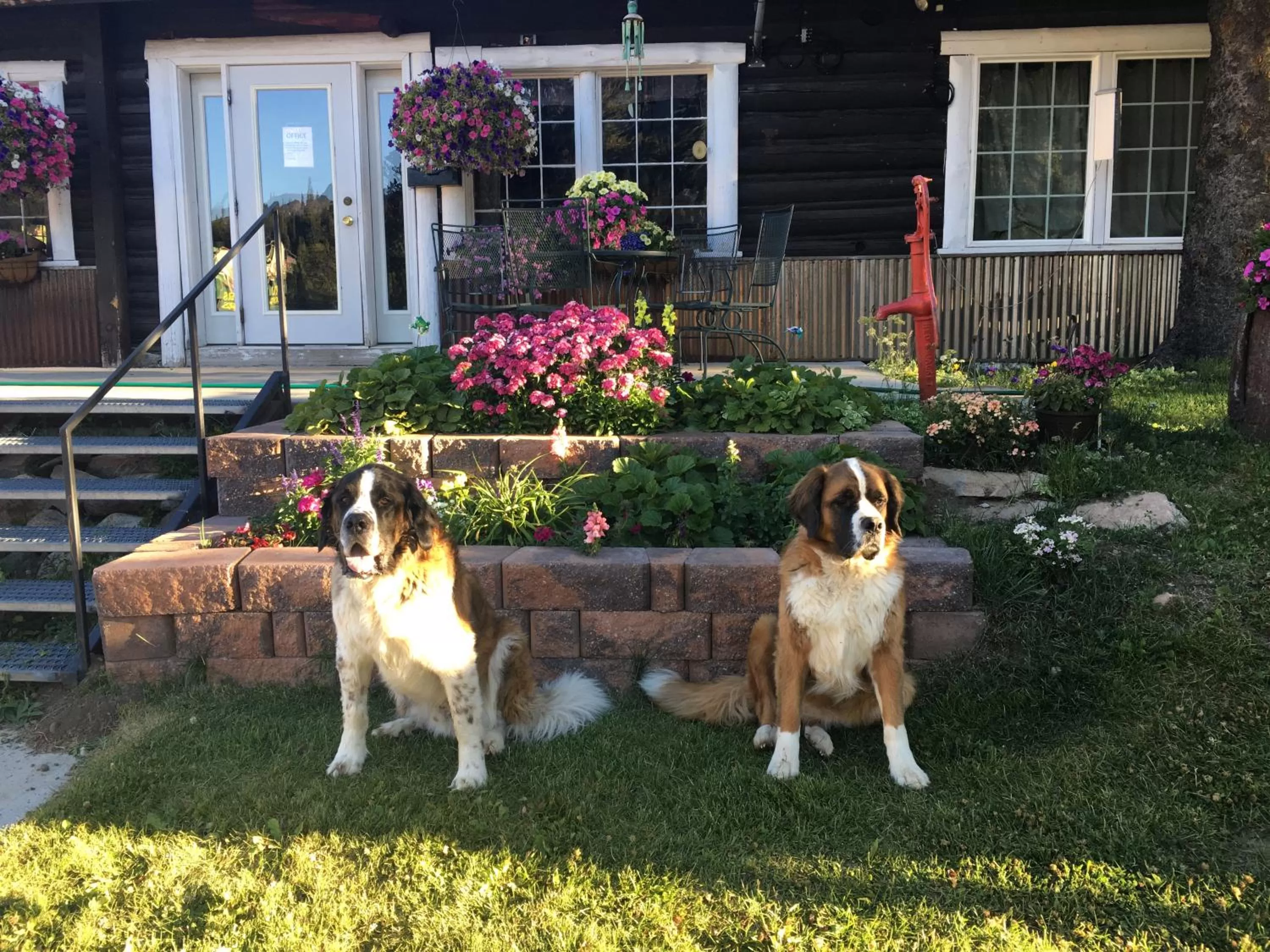 Pets in Antlers Lodge