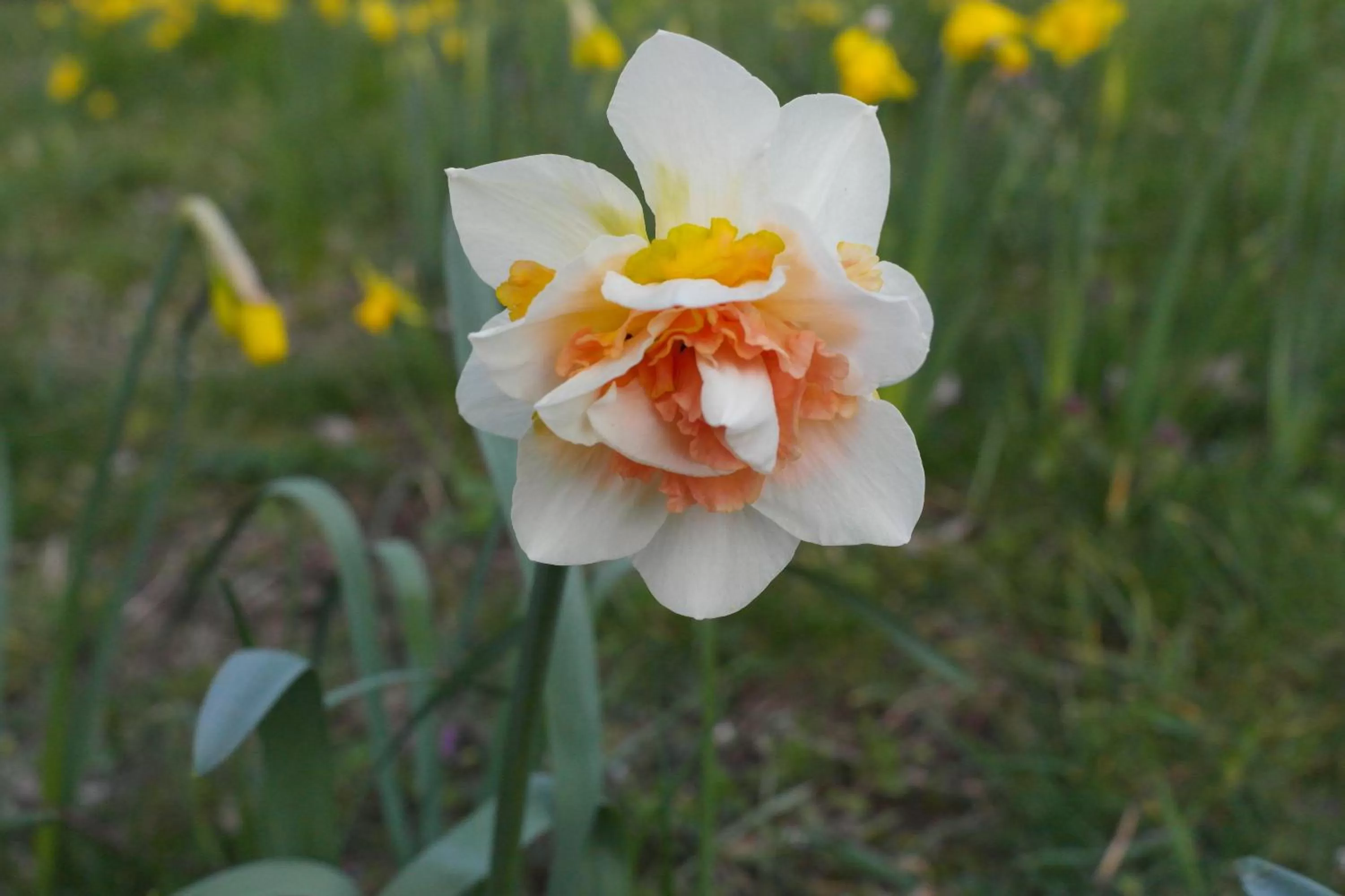 Garden in Prospect BARN
