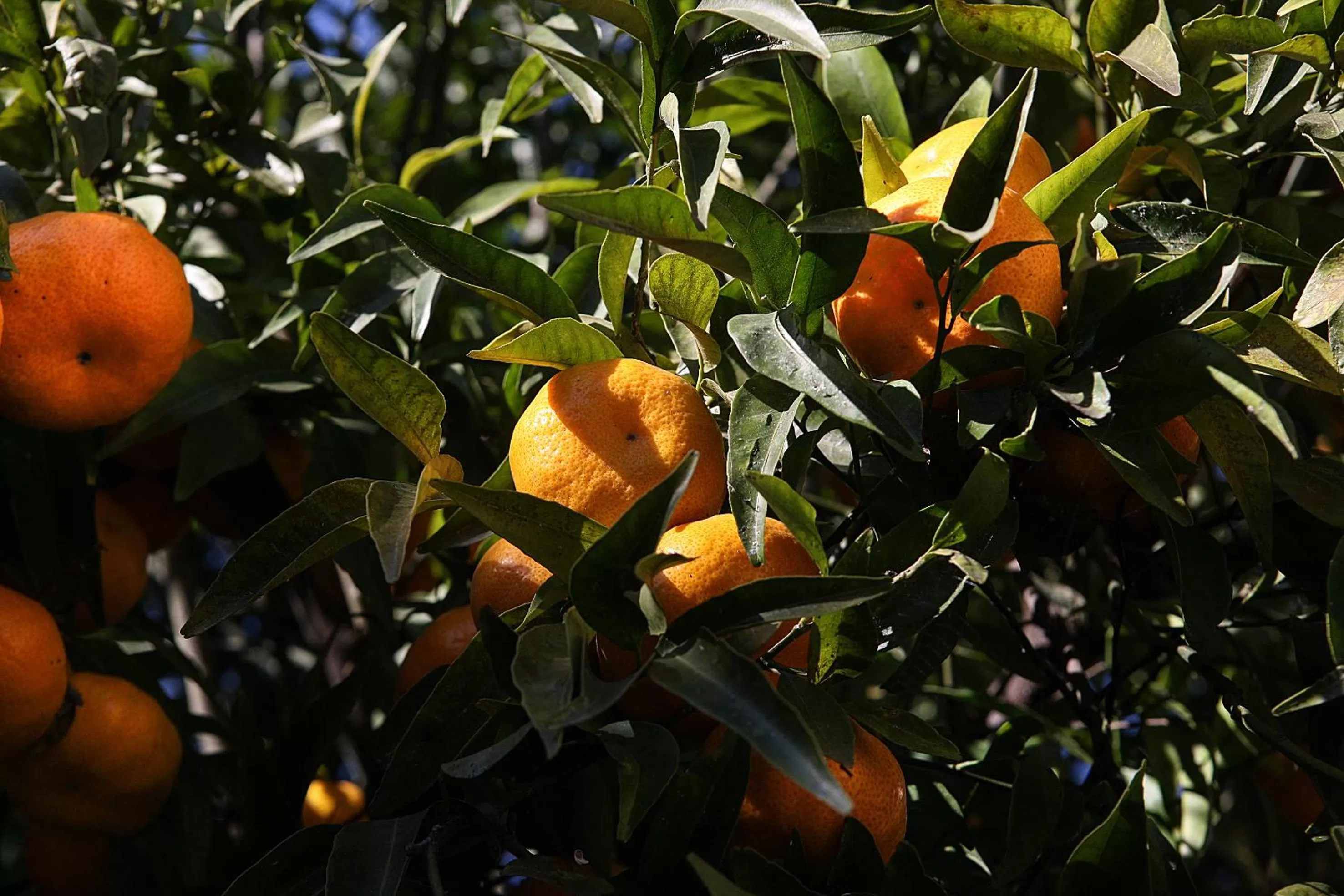 Grand Hotel Capodimonte