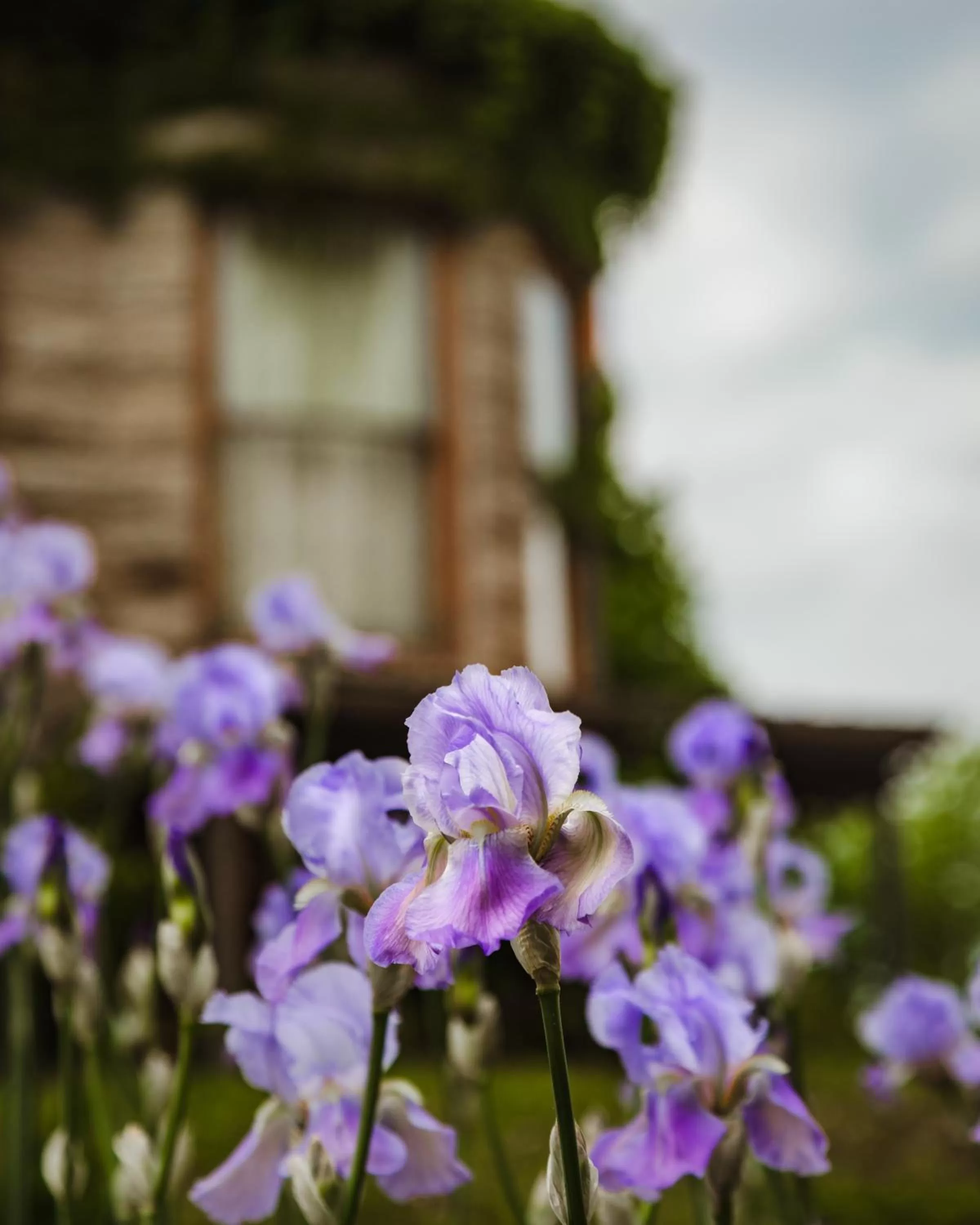 Garden view in The Mansion at Elfindale