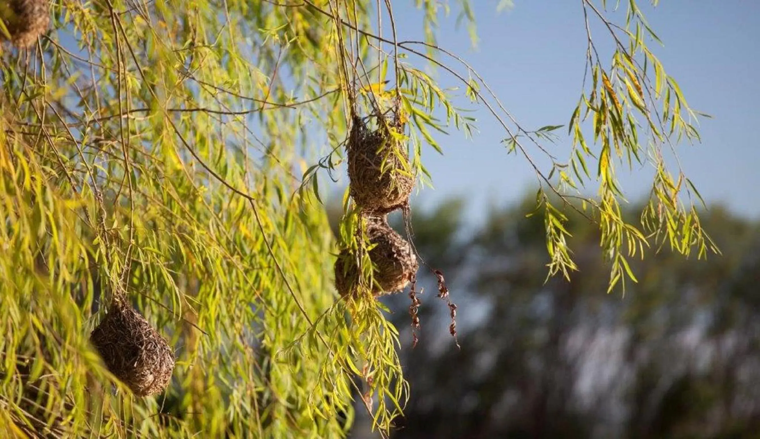 Animals, Natural Landscape in Asara Wine Estate & Hotel