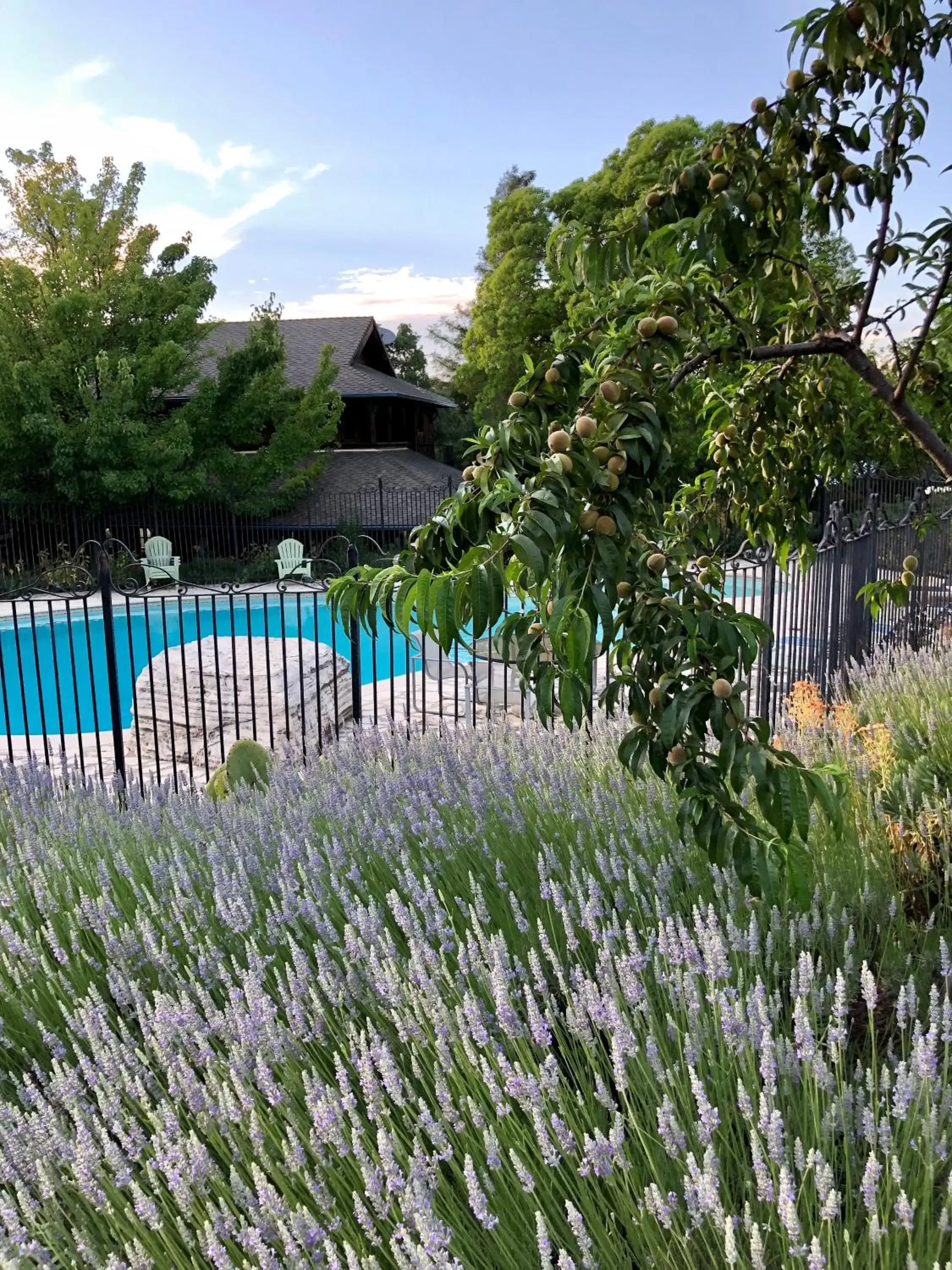 Garden, Pool View in Inn Paradiso