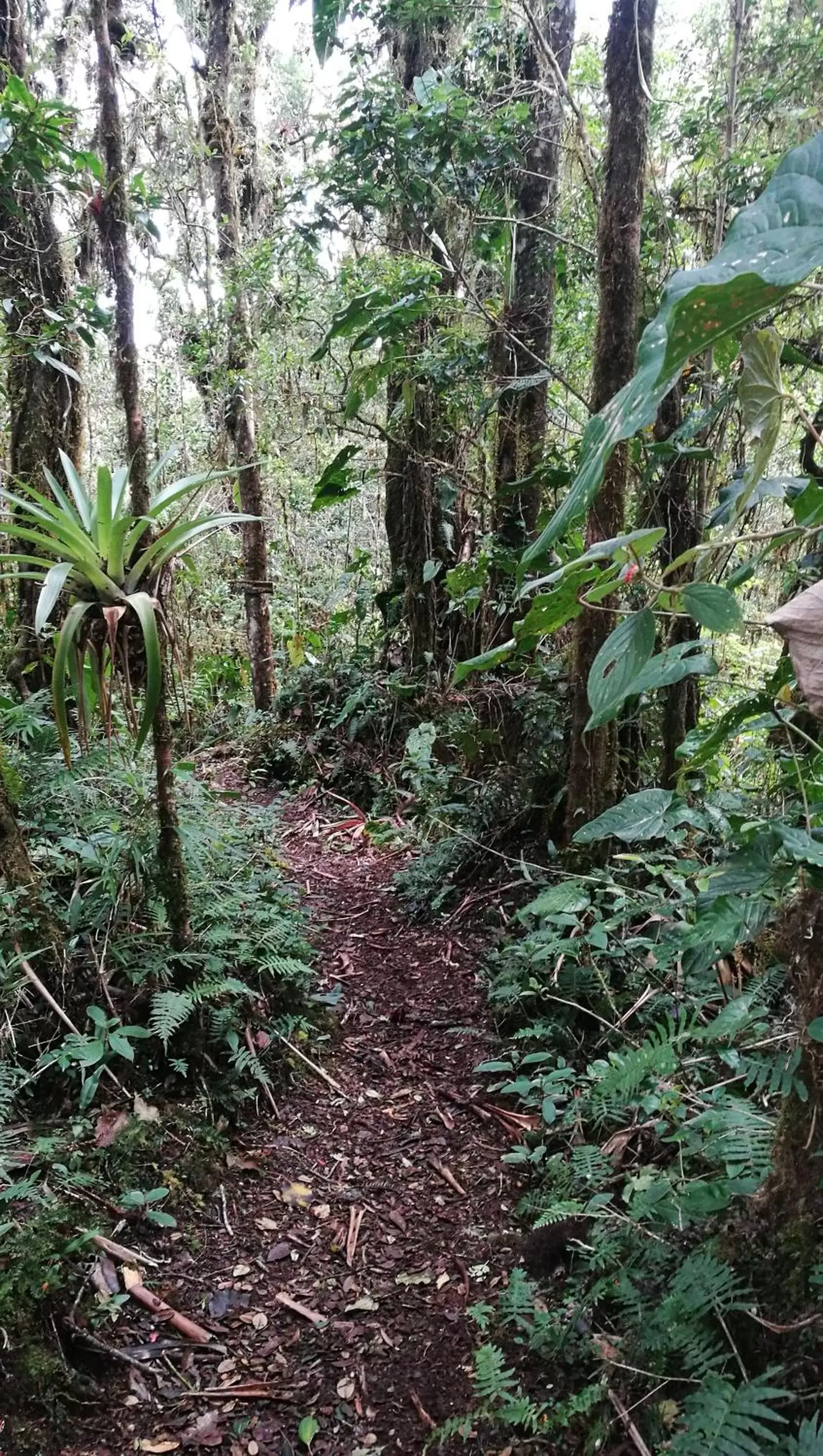 Garden in Iyok Ami (Madre Tierra)