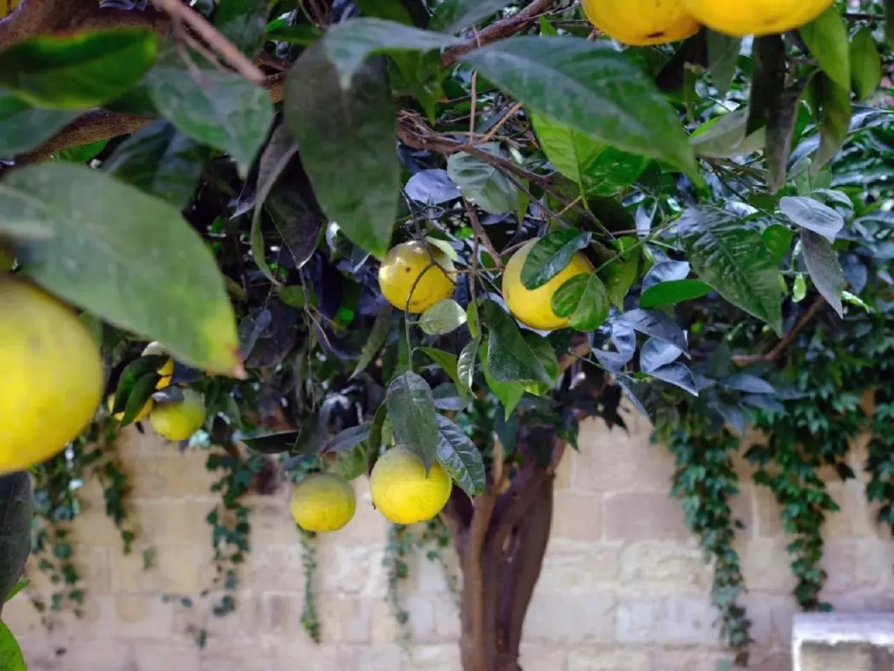 Garden in La Fiermontina - luxury home hotel