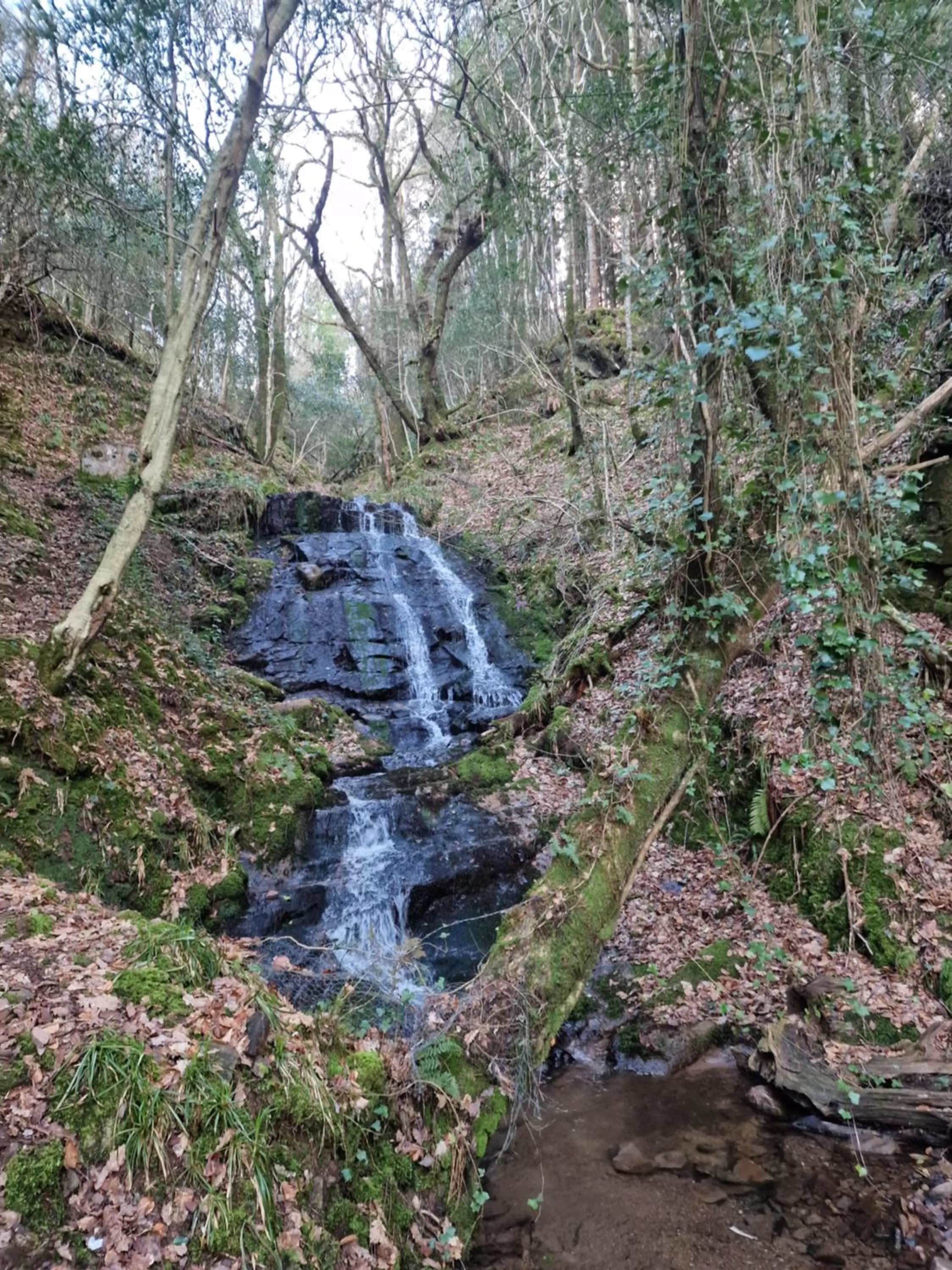 Natural Landscape in Shadowvale E34X773