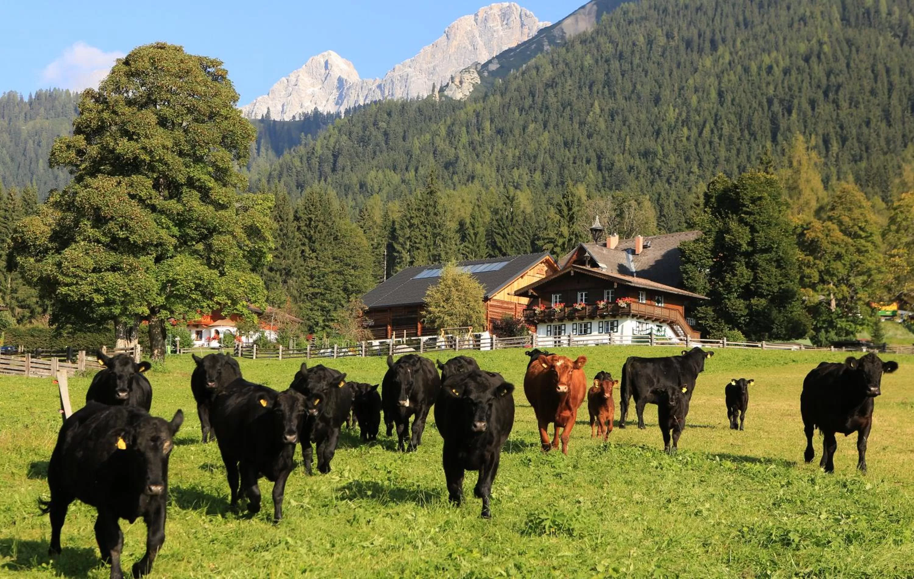 Animals in Naturhotel Lärchenhof