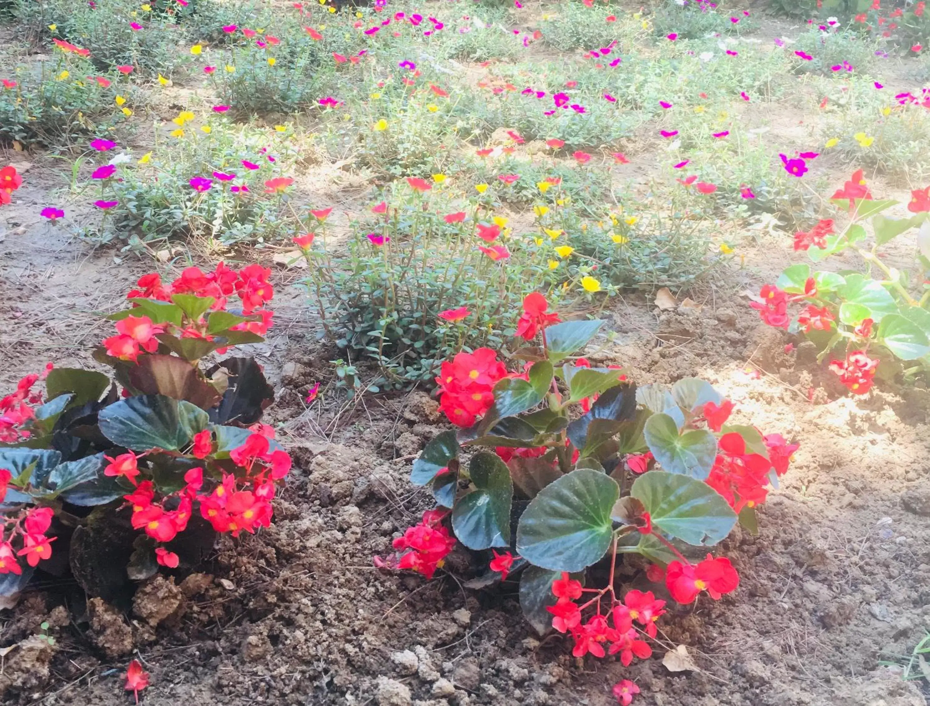 Garden in La casa di nonno Giulio