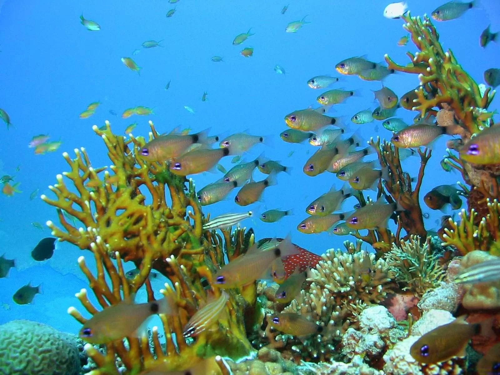 Snorkeling in Coral Sun Beach