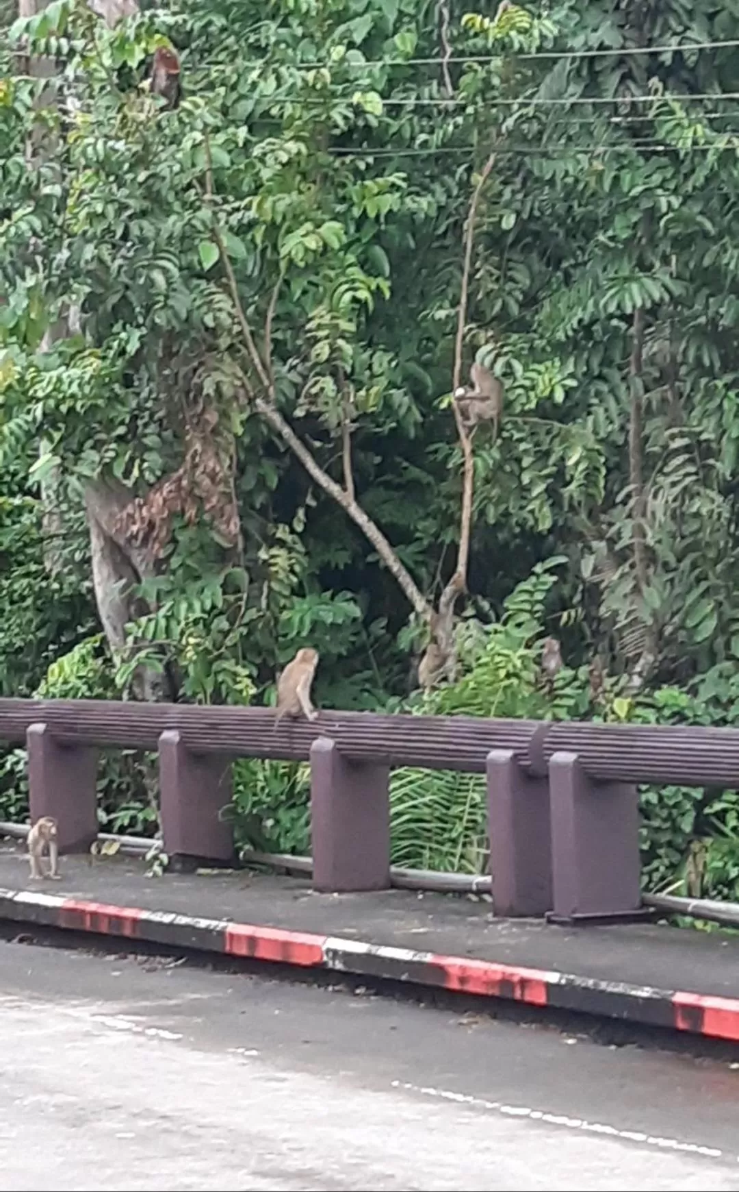 Pakchong hostel & wildlife tour