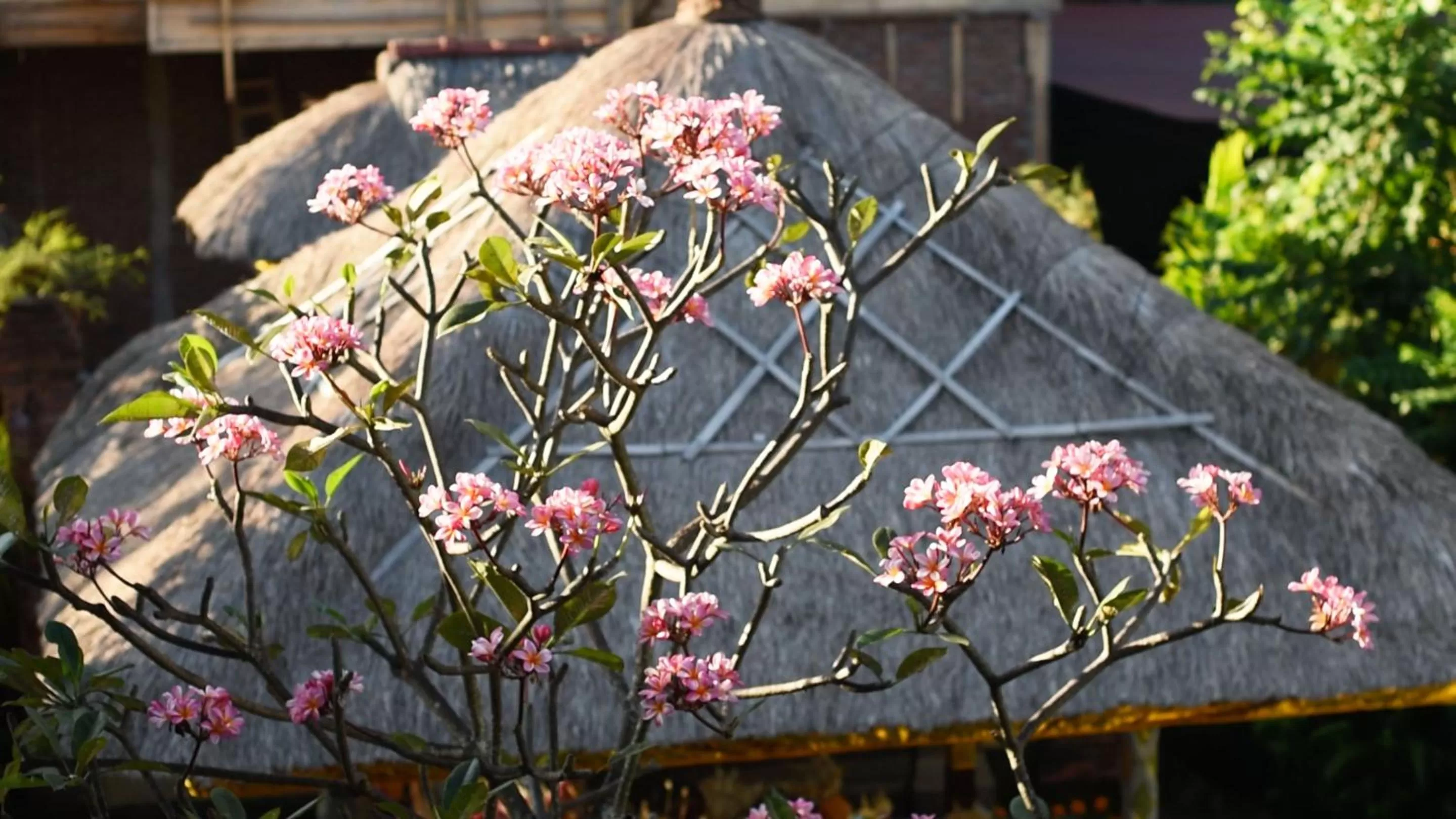 Garden in Manzelejepun Villa & Pavilion