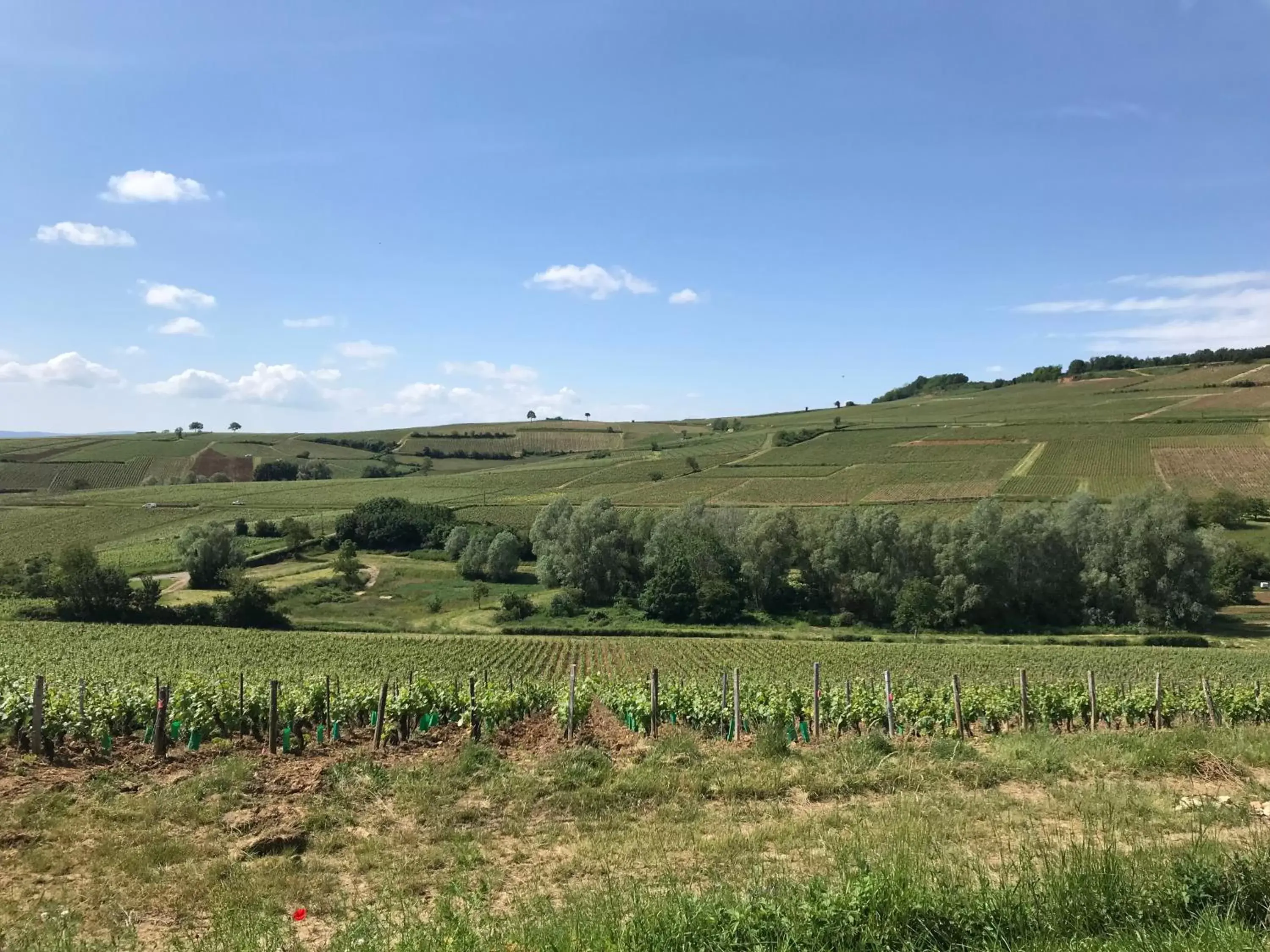 Natural Landscape in VILLA FIGUE BLANCHE