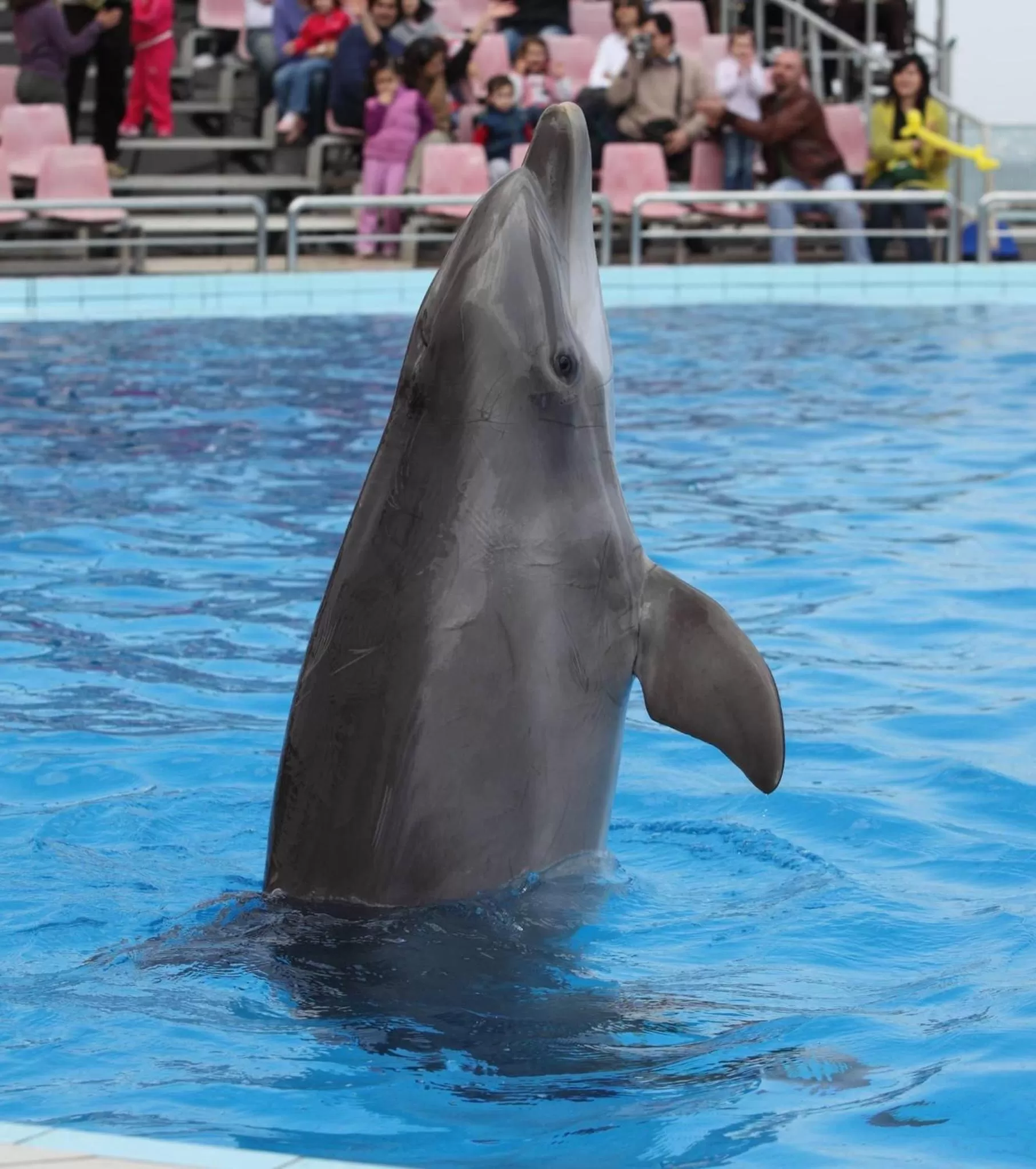 Animals in Palazzo De Luca by Apulia Hospitality