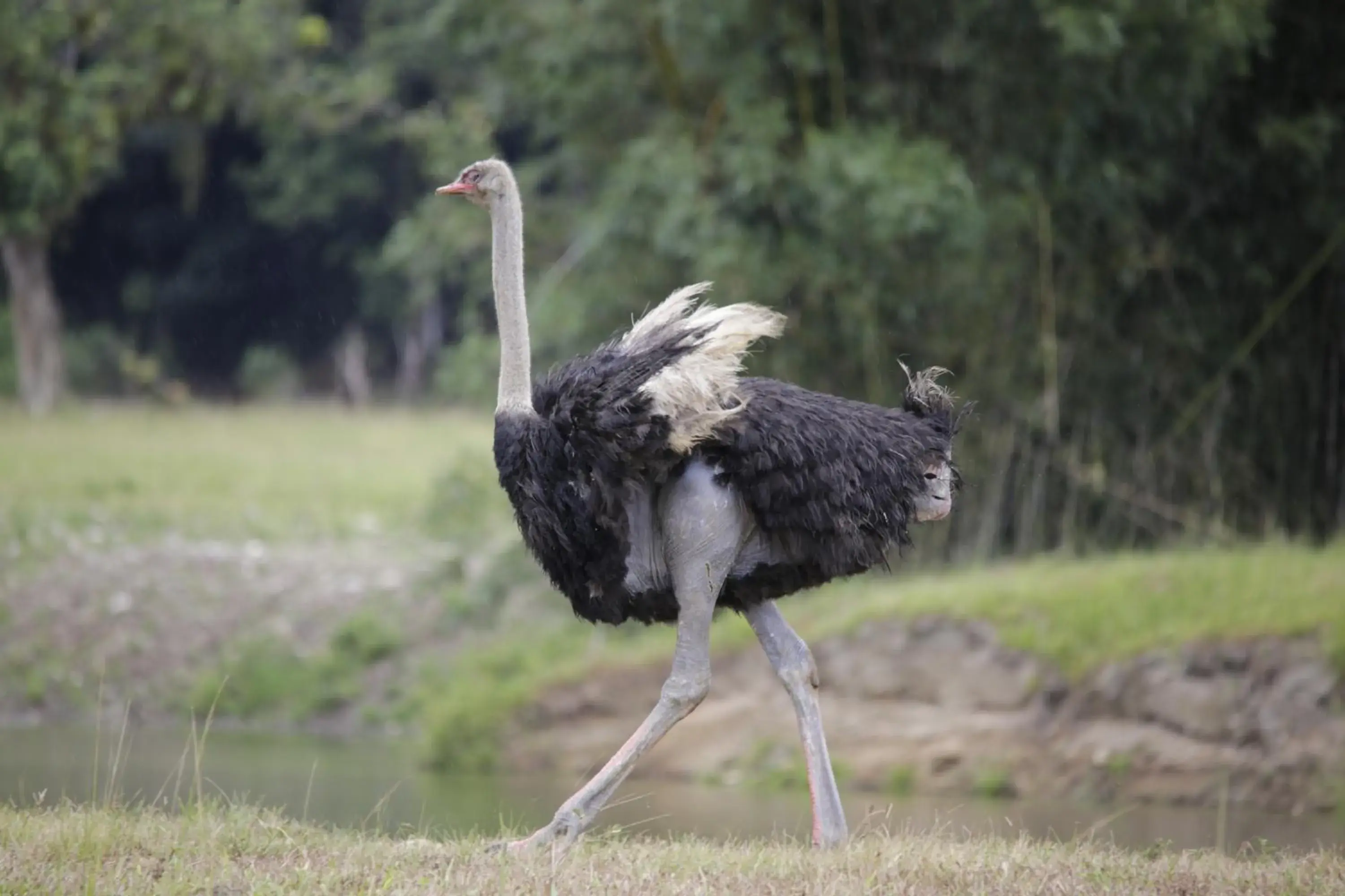 Animals, Other Animals in Hotel Portobello Resort & Safari