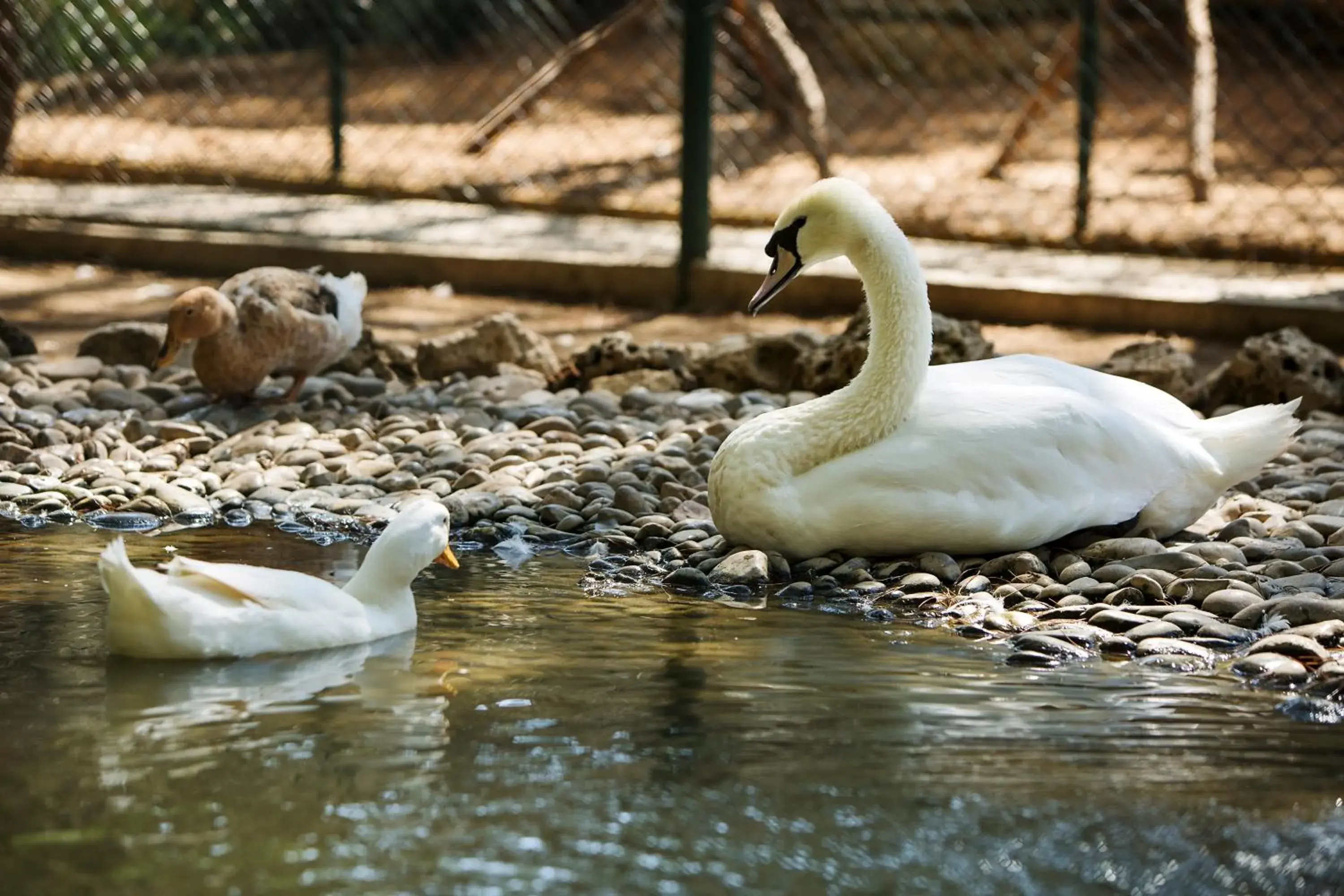 Pets, Other Animals in Bellis Deluxe Hotel