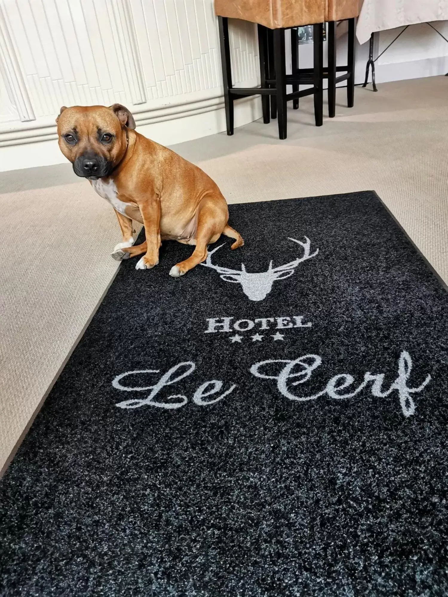 Lobby or reception, Pets in Logis Hotel Le Cerf