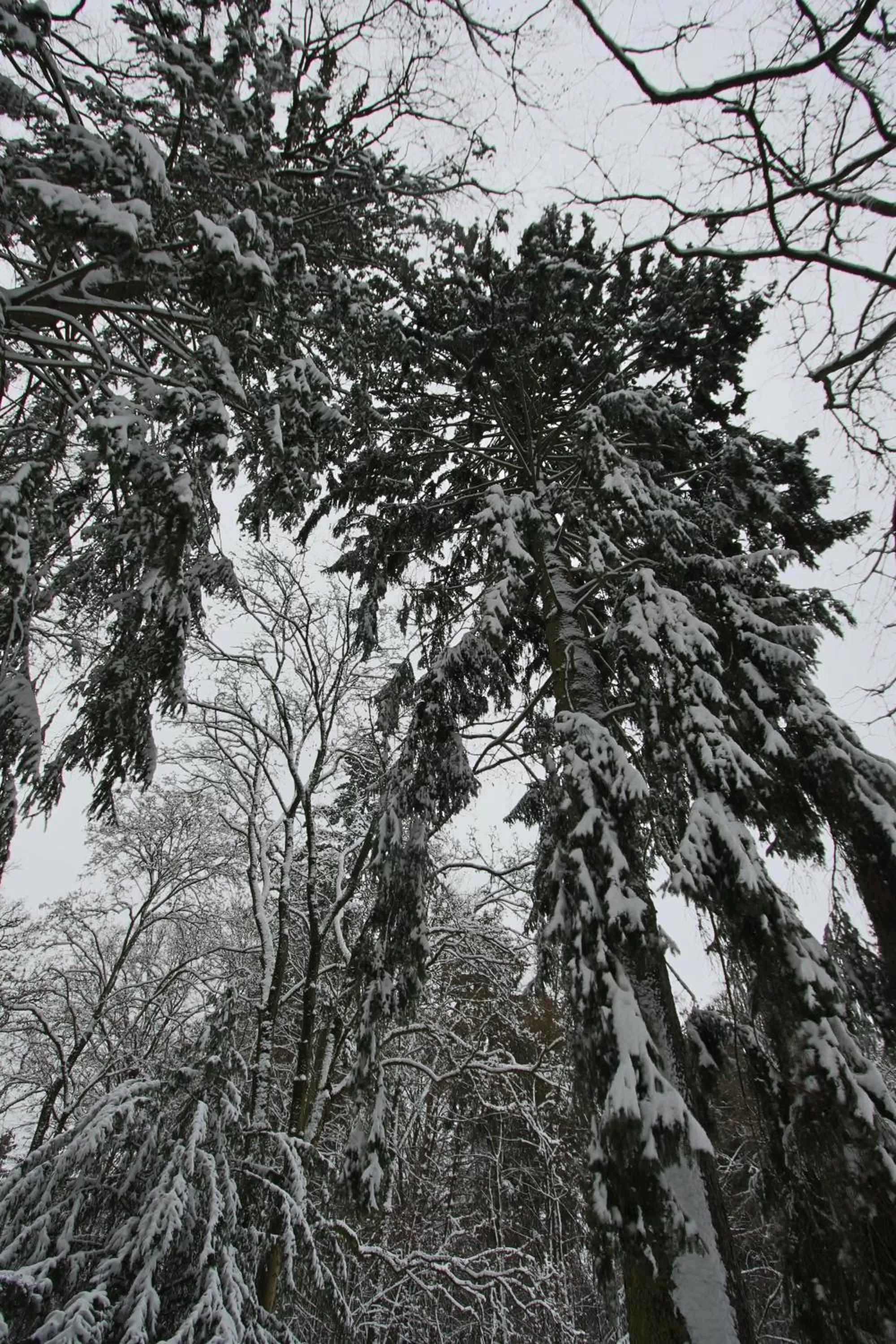 Winter in Hardtwald Hotel