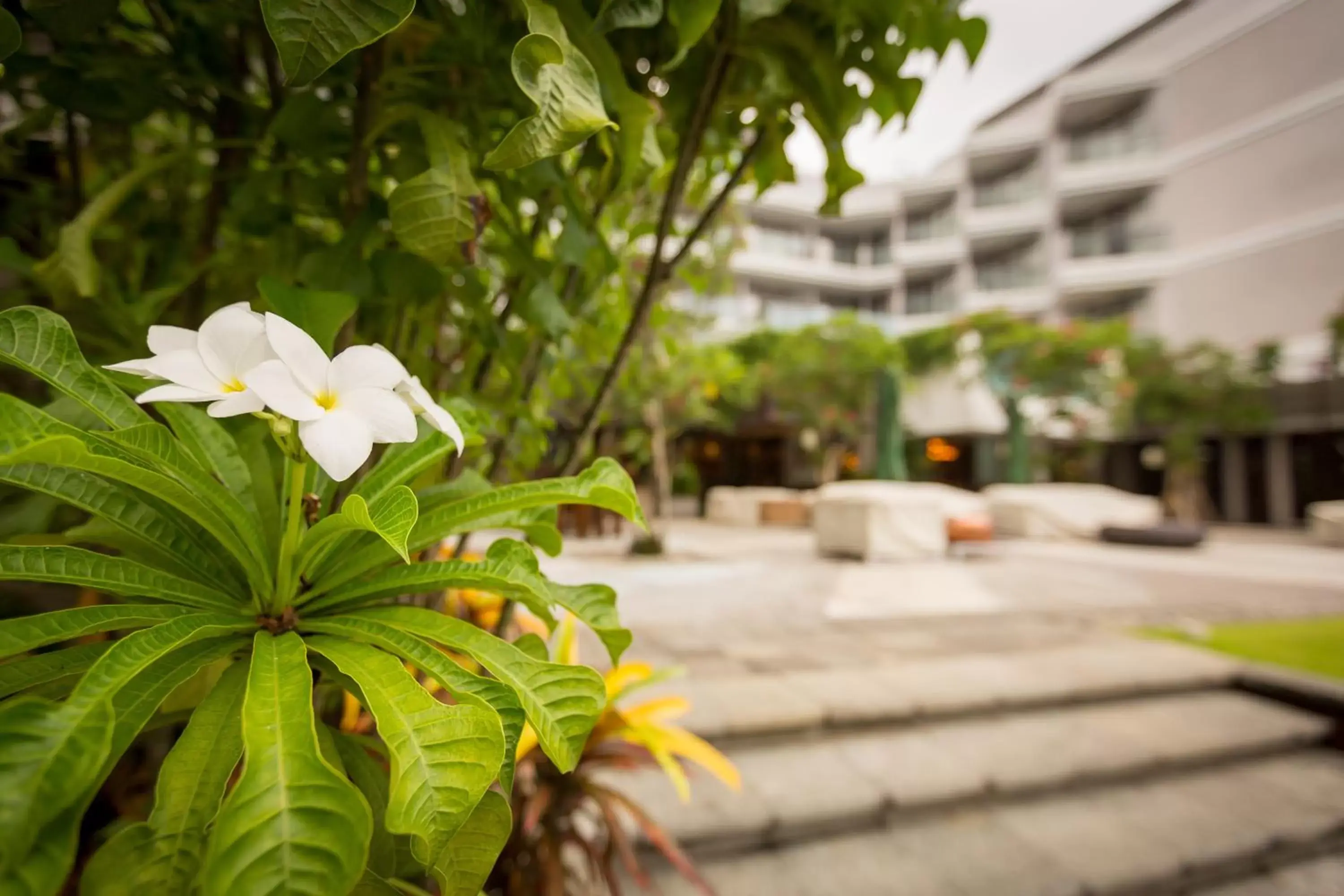 Garden, Swimming Pool in Wyndham Garden Kuta Beach Bali