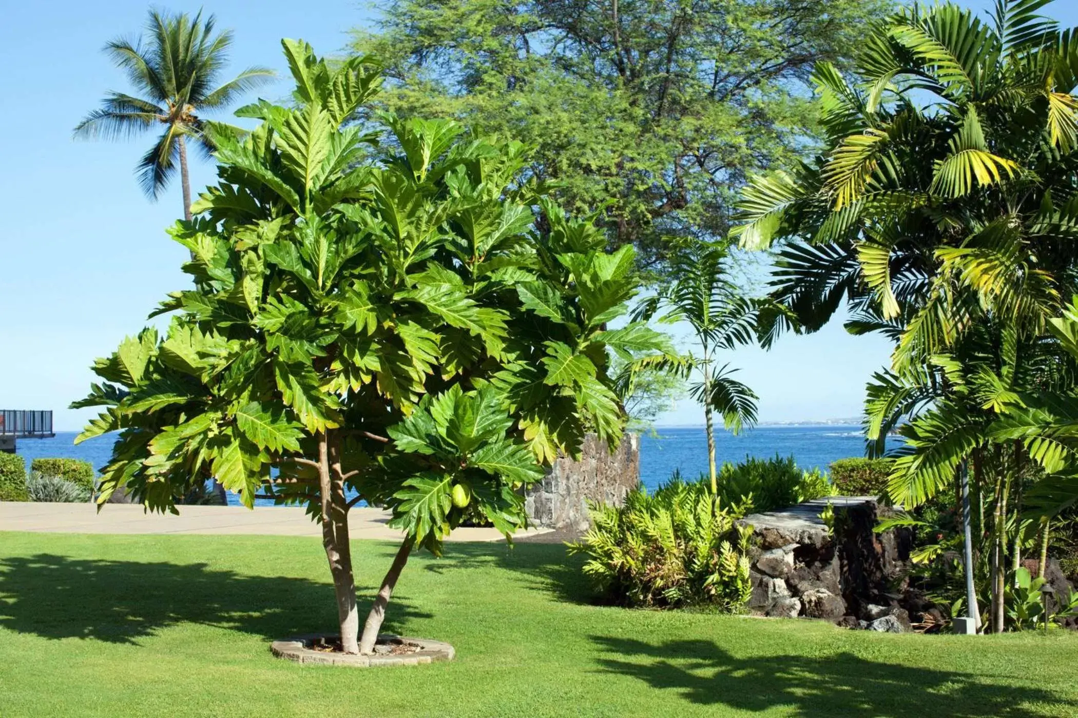 Property building, Garden in Outrigger Kona Resort and Spa