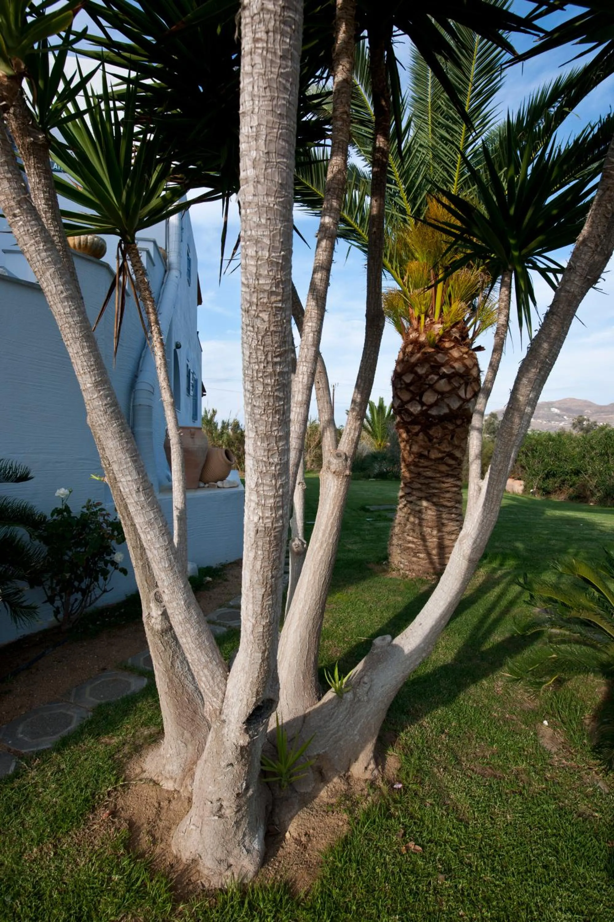 Garden in Ammos Naxos Exclusive Apartments & Studios