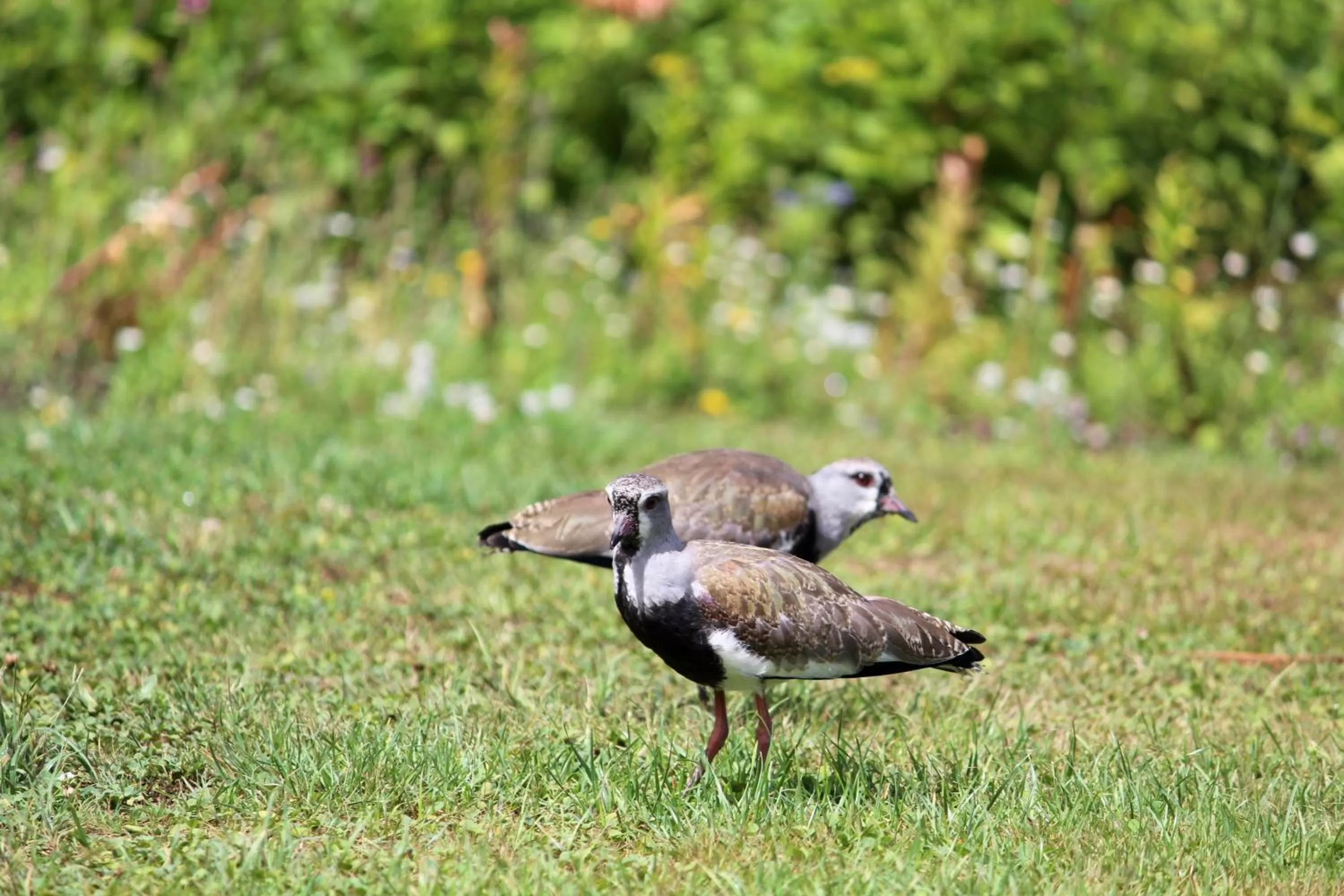 Garden, Other Animals in Hotel Boutique Casa Werner