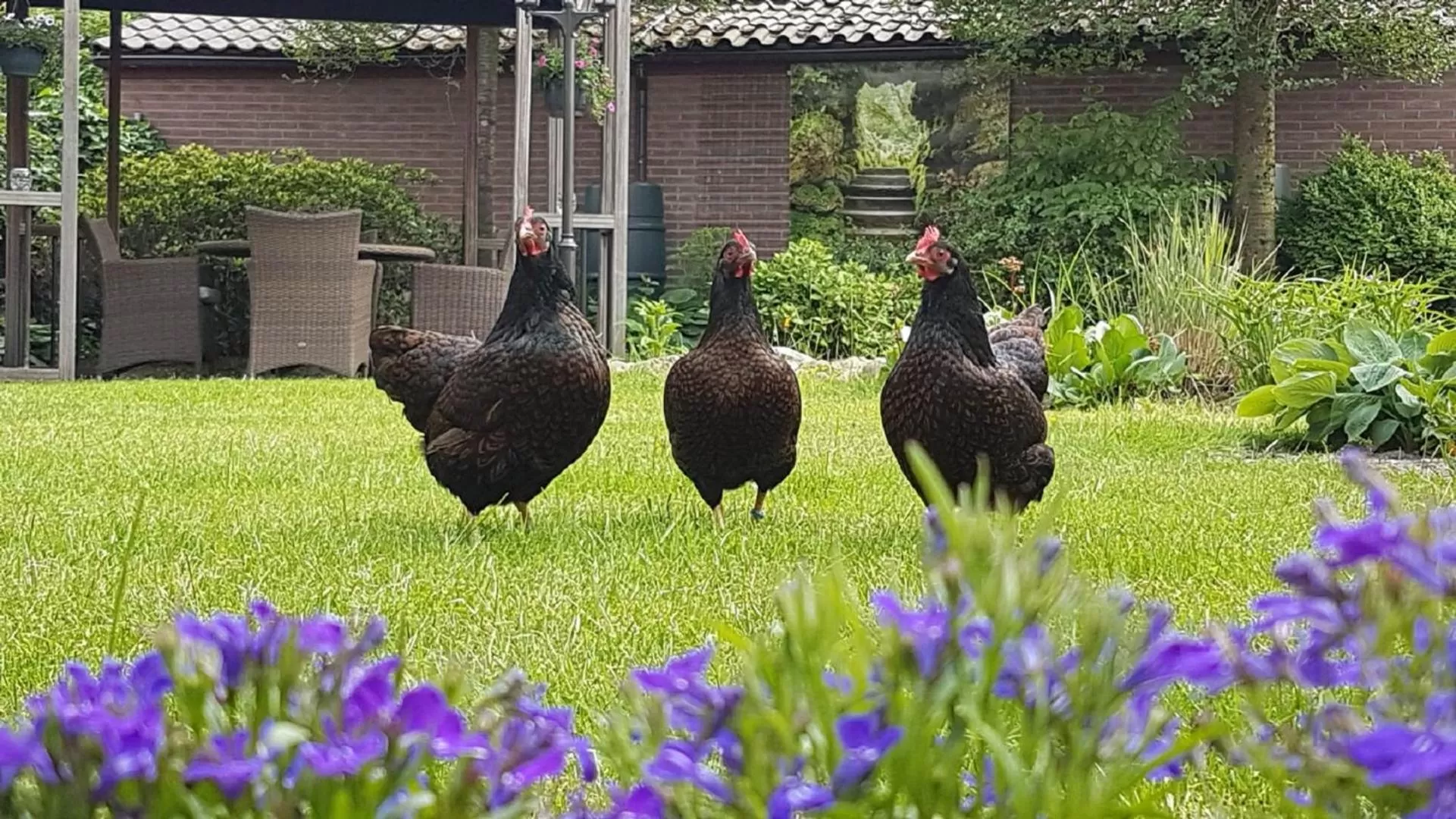 Pets in B&B De Loenense Bossen