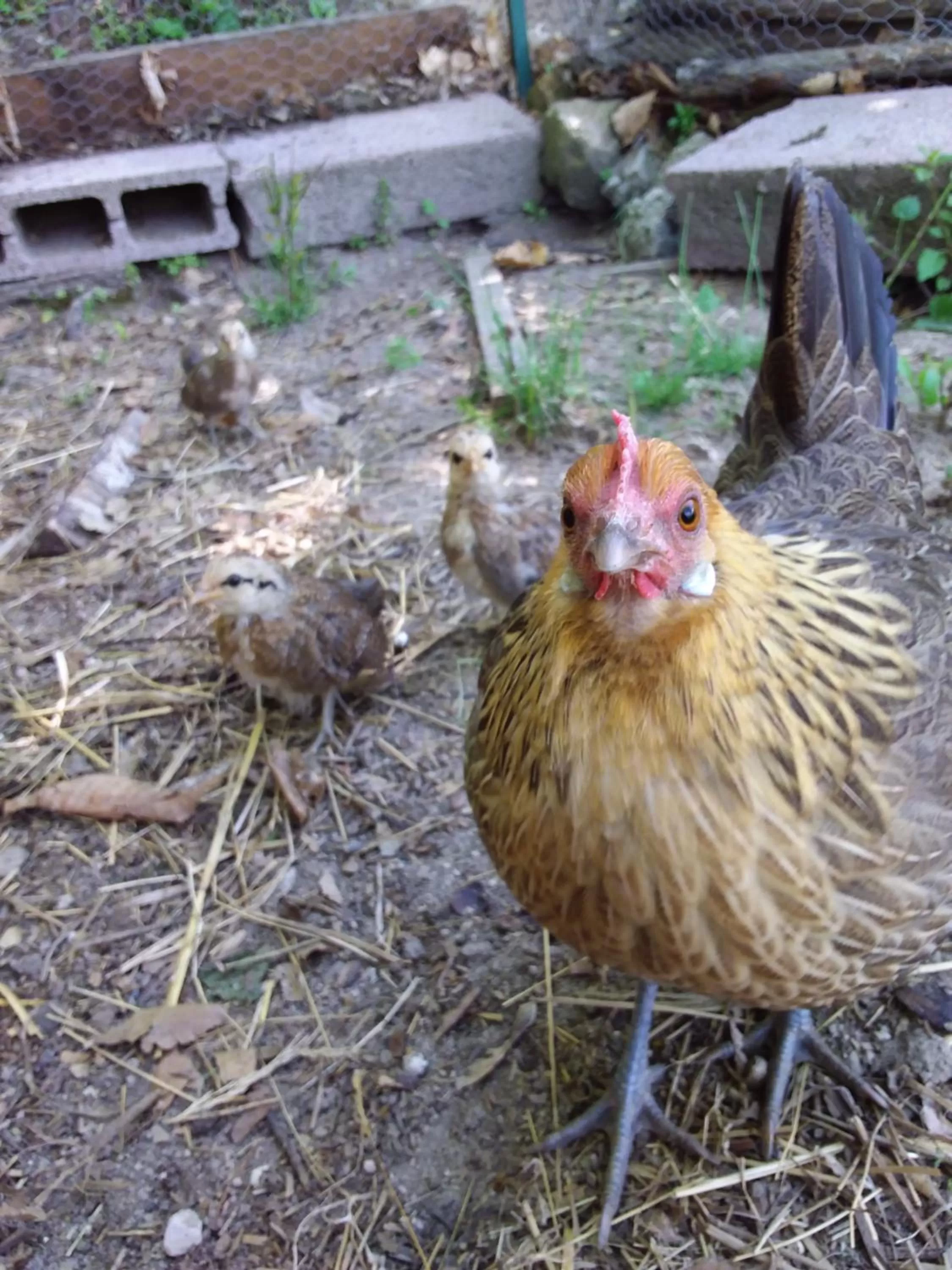 Animals in B&B Podere Legnotorto